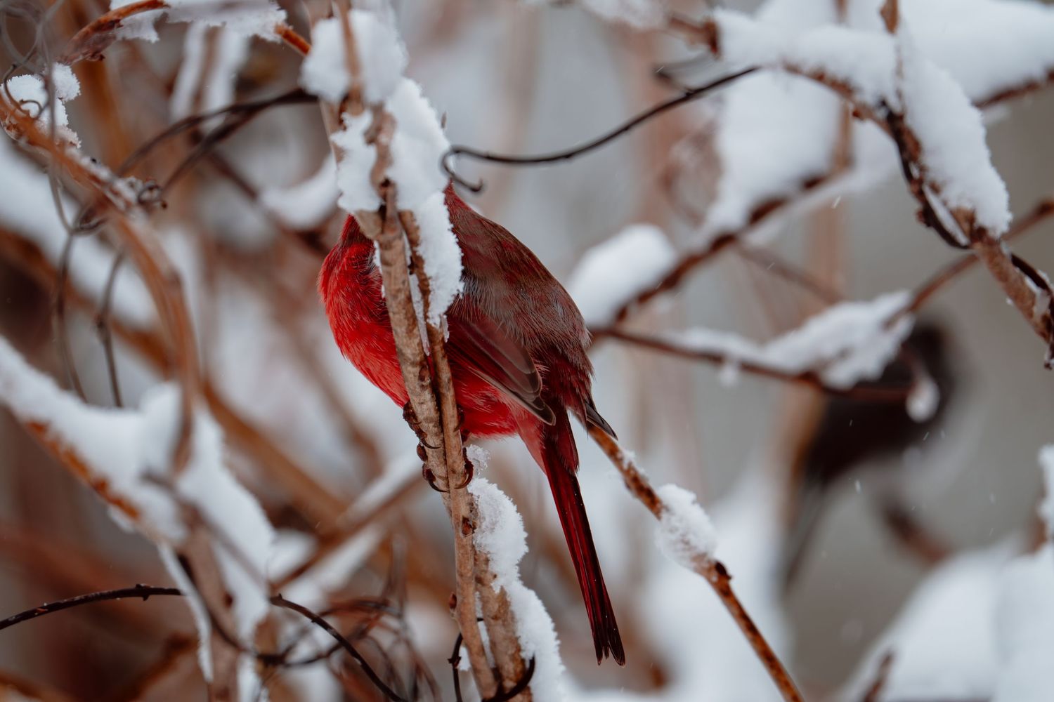 Vibrant male northern cardinal perched on snow-covered branches in winter.