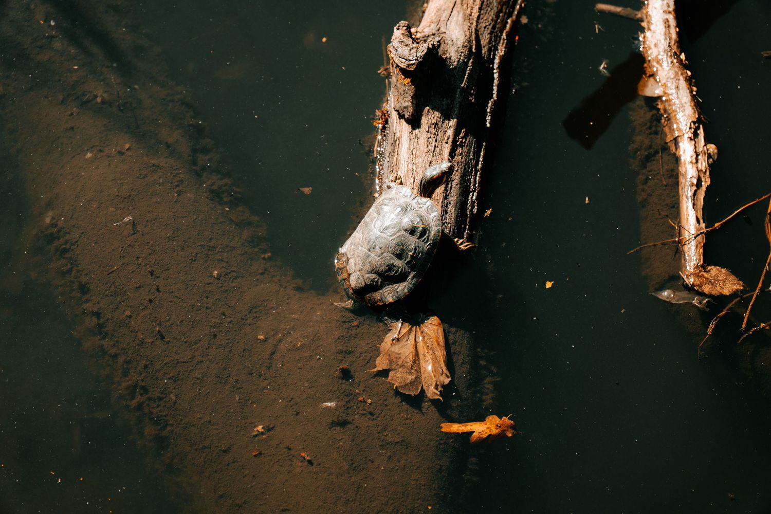 A partially submerged weathered driftwood log floating in dark murky water.