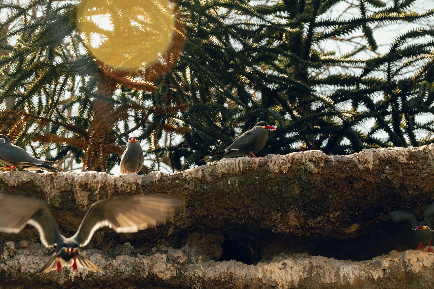 Small birds perched on a mossy log with evergreen trees in the background, one bird in mid-flight.