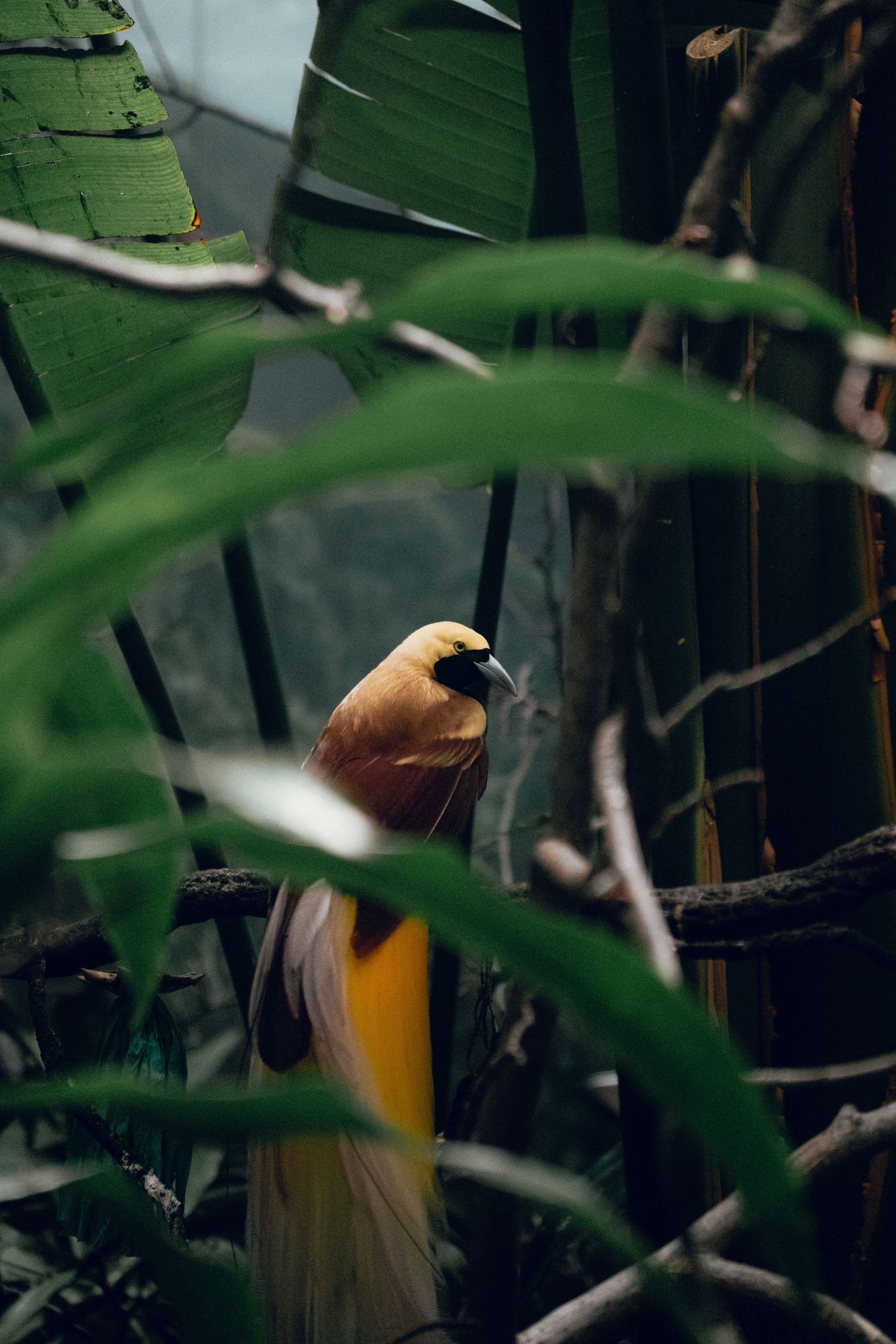 A golden bird of paradise partially hidden among tropical green leaves and branches in a rainforest habitat.