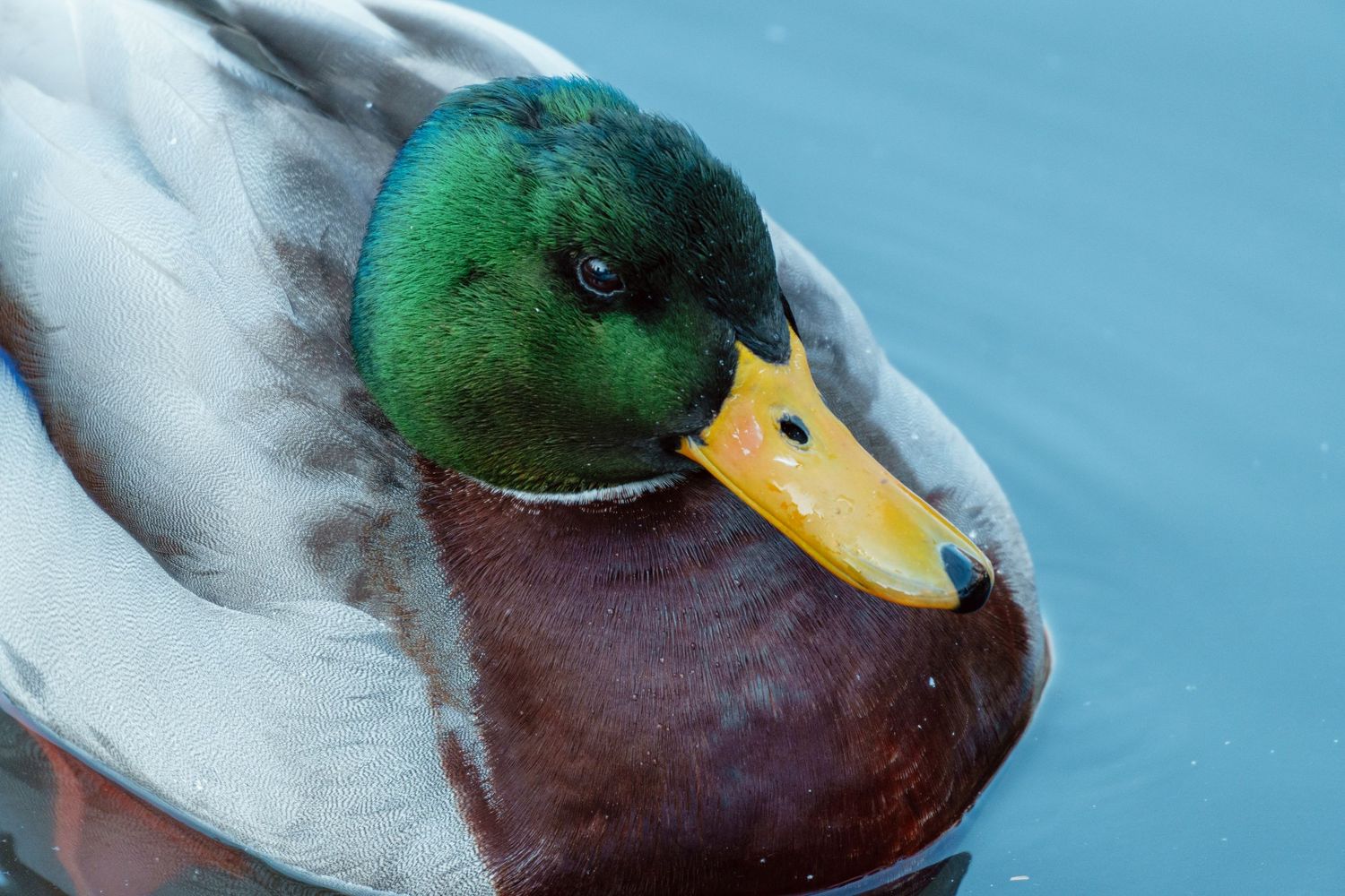 Close-up portrait of a male mallard duck with vibrant green head and yellow bill on blue water.