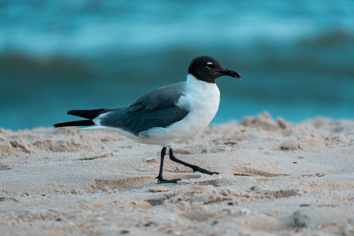 A laughing gull with black head stands on sandy beach shore with turquoise ocean waves behind.