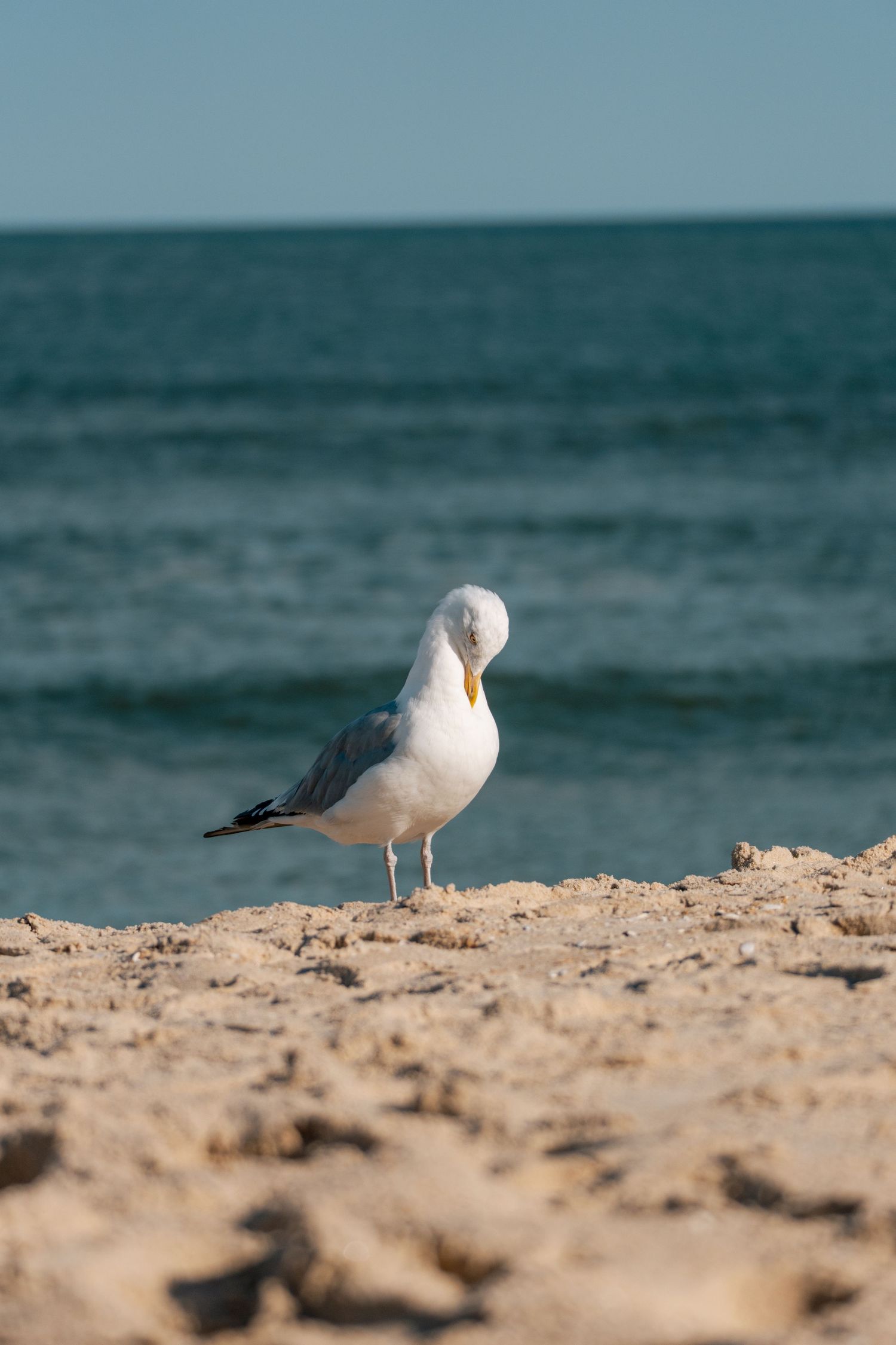 A white seagull with yellow beak standing on sandy beach with blue ocean waves in the background.