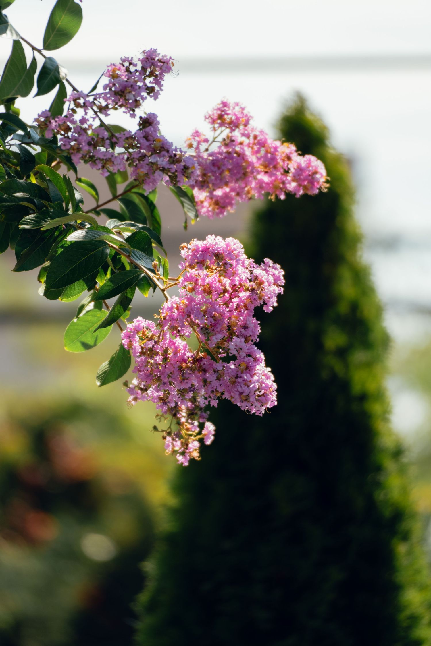 Pink crepe myrtle flowers blooming on a branch with green arborvitae trees in background.