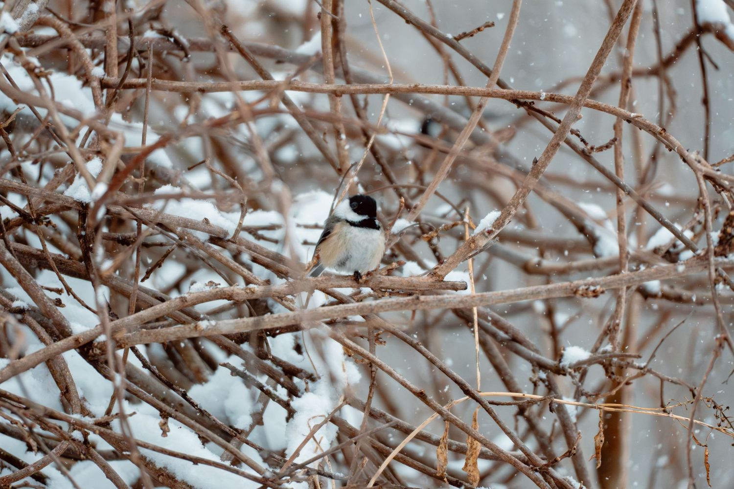 A black-capped chickadee perched among snow-dusted bare branches in winter.
