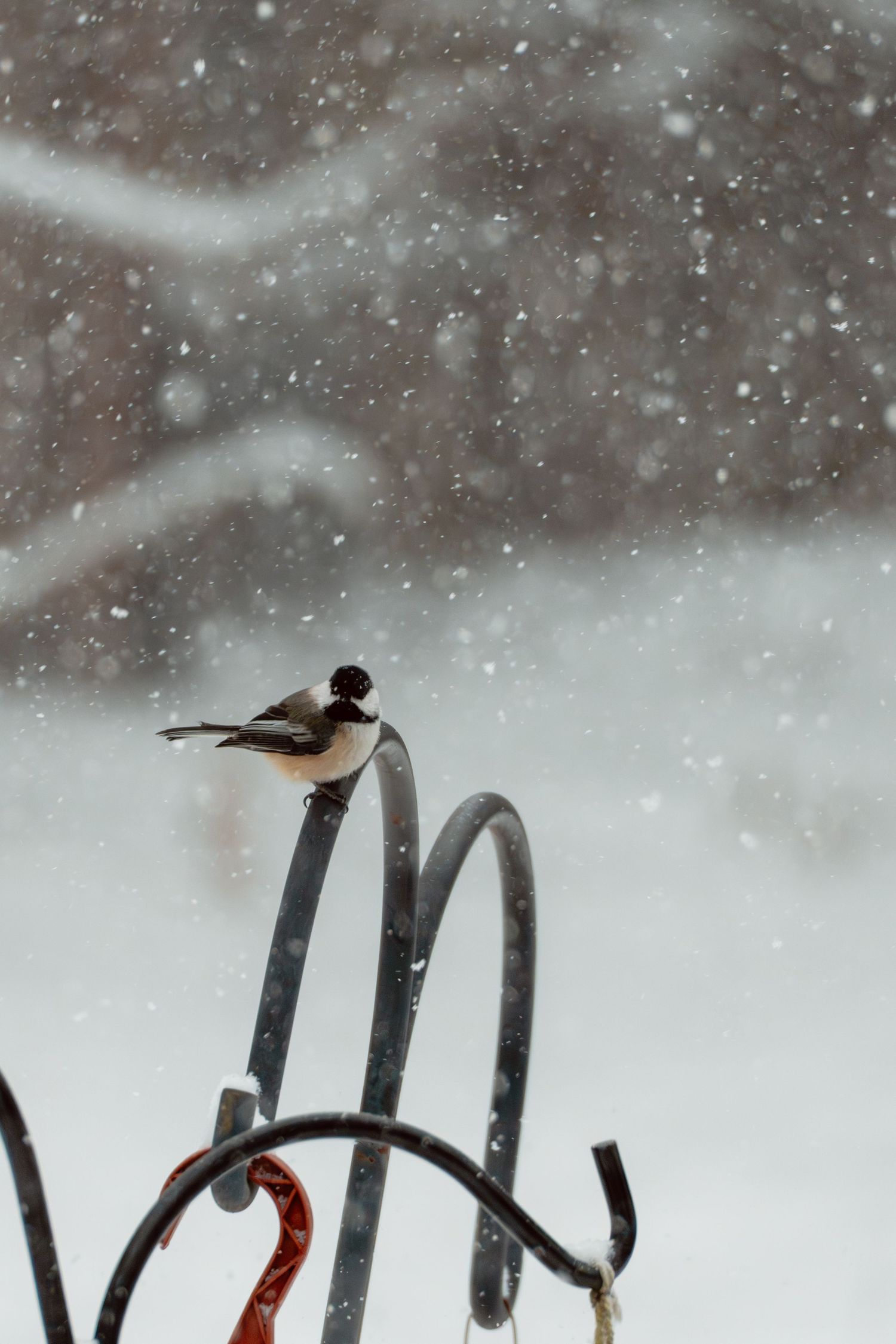 Black and white chickadee sitting on a metal garden hook in falling snow.