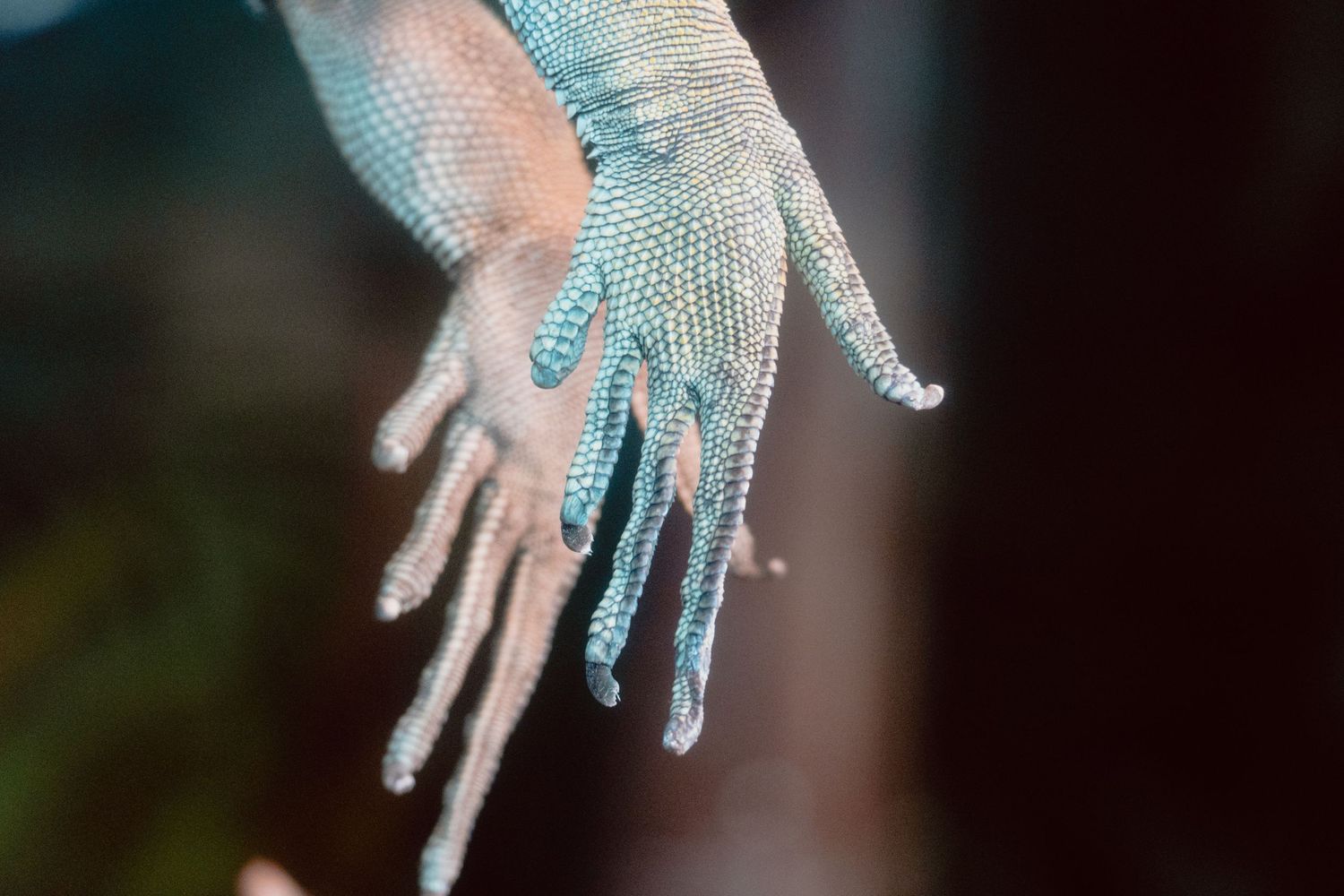 Close-up of a blue iguana's scaly feet and long claws hanging gracefully against a dark background.