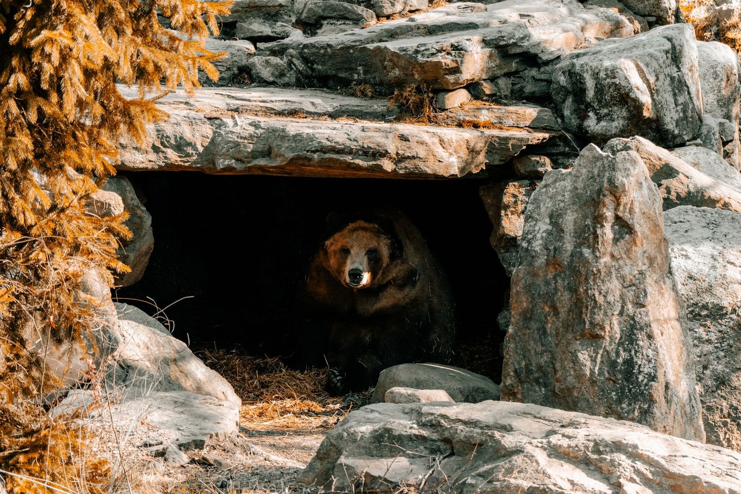 A brown bear peers out from inside a dark rocky cave den surrounded by autumn foliage.