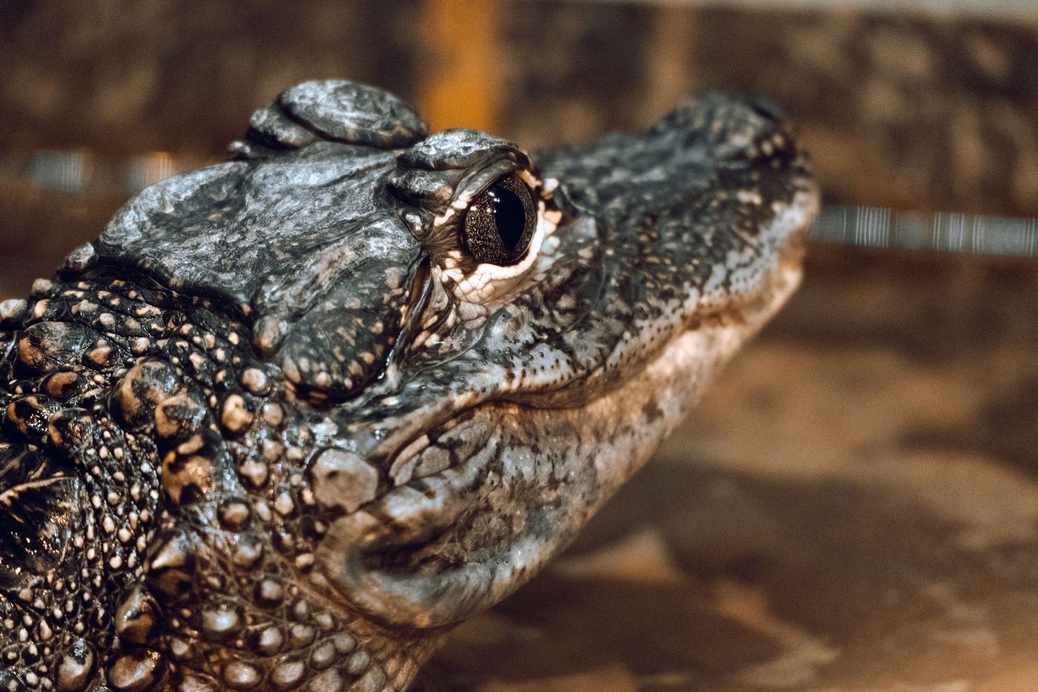 Side profile close-up of an alligator with textured bumpy skin and open eye.