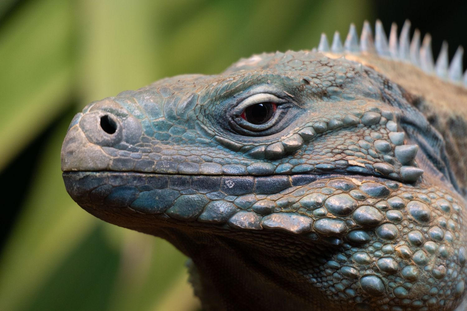Extreme close-up of a blue iguana face showing detailed scales, nostril, and eye with bokeh background.