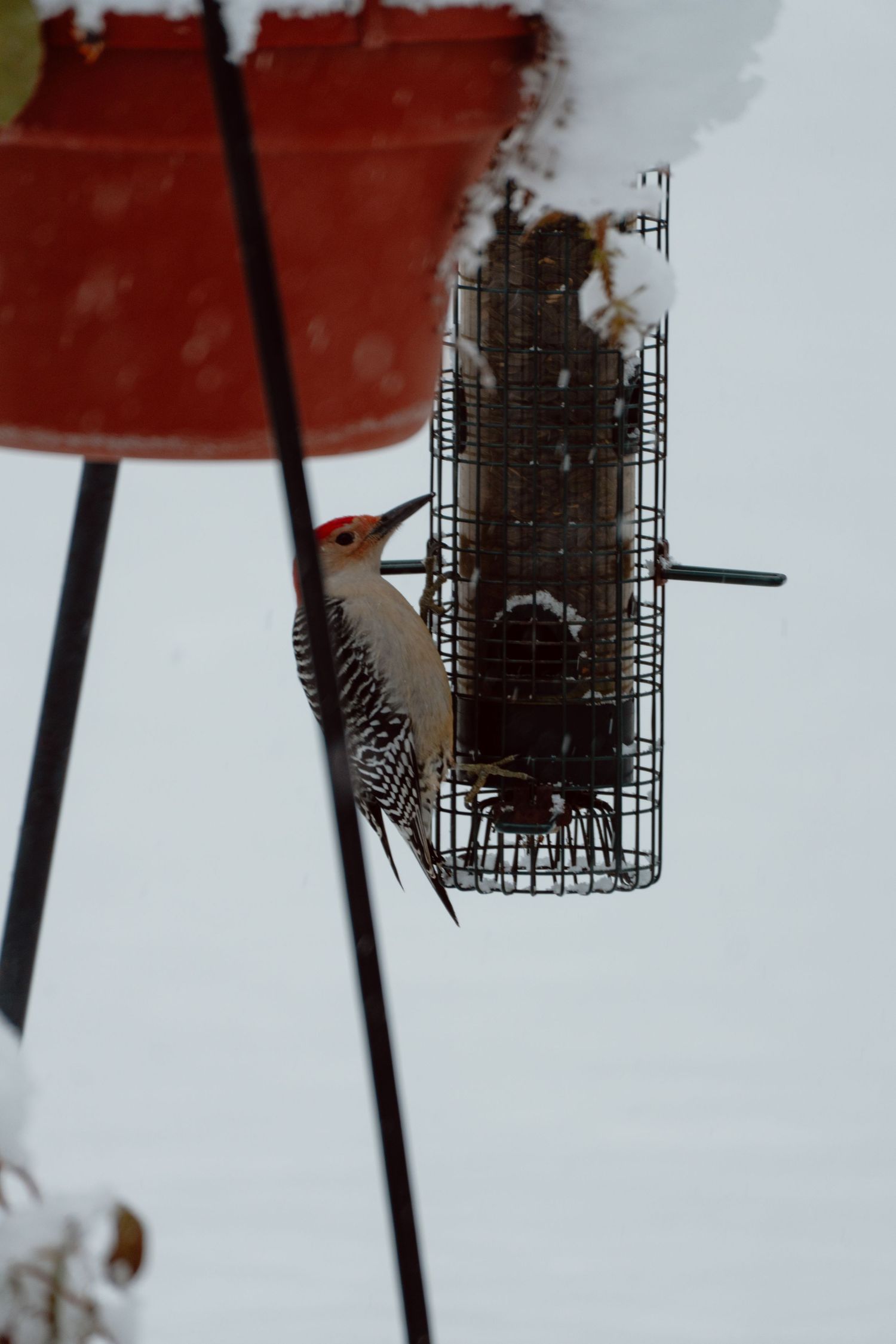 A red-bellied woodpecker feeds from a suet cage hanging beneath a snow-covered red pot in winter.