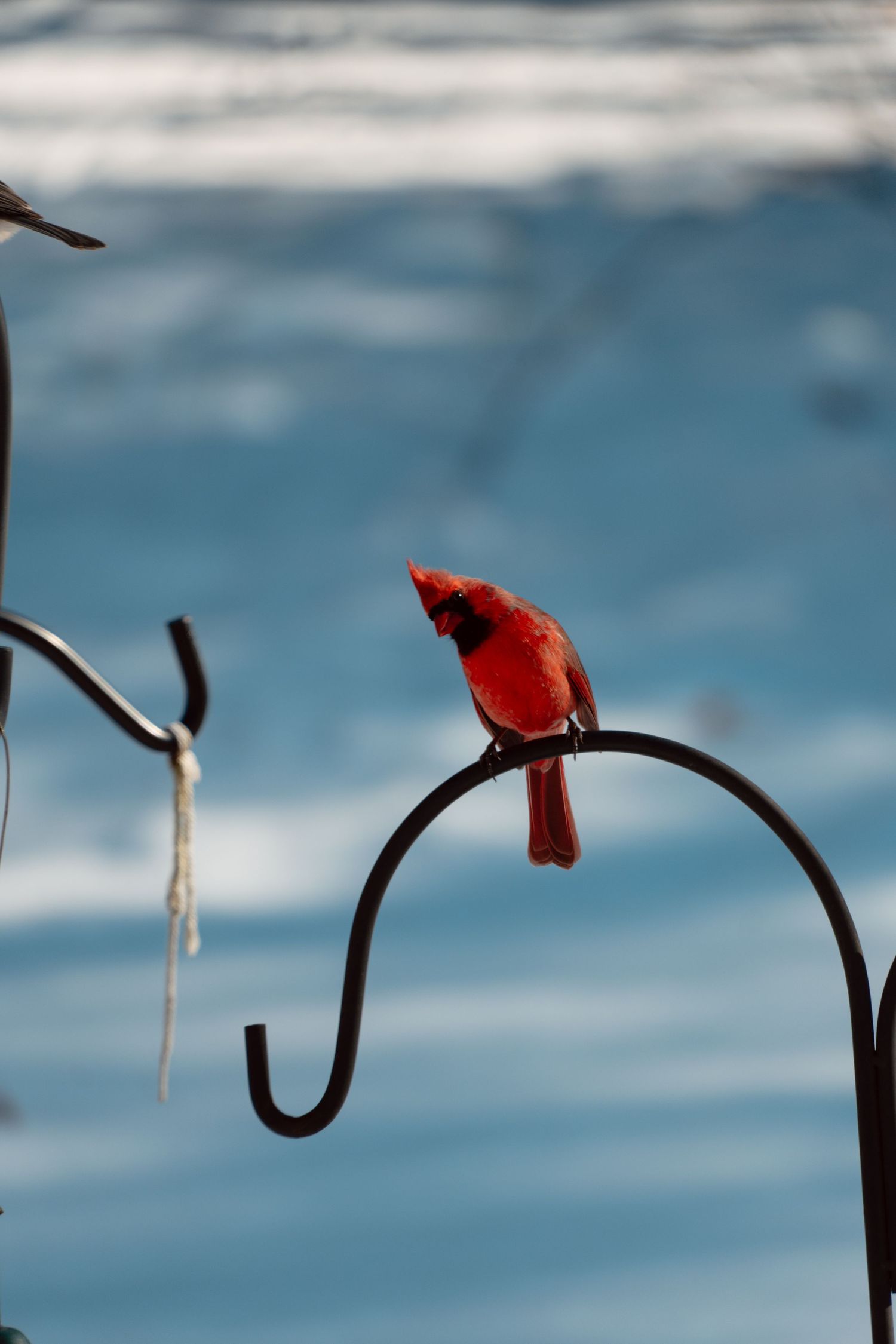 A vibrant male Northern Cardinal perches on a curved black metal shepherd hook against a blue sky.