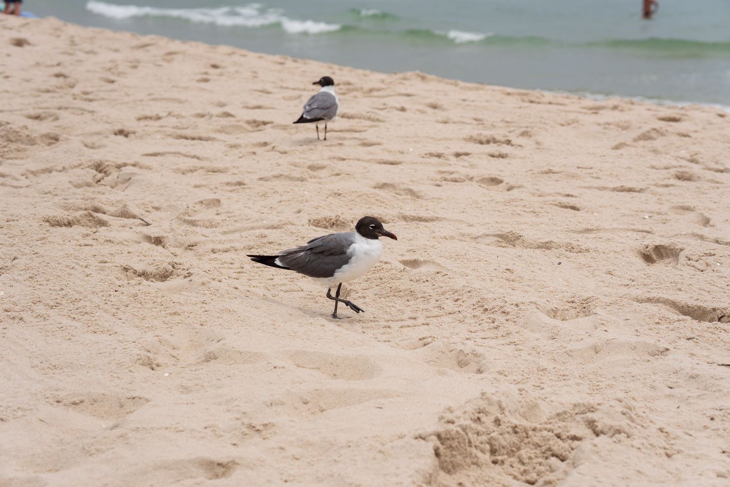 Two laughing gulls walk on a sandy beach with ocean waves visible in the background.
