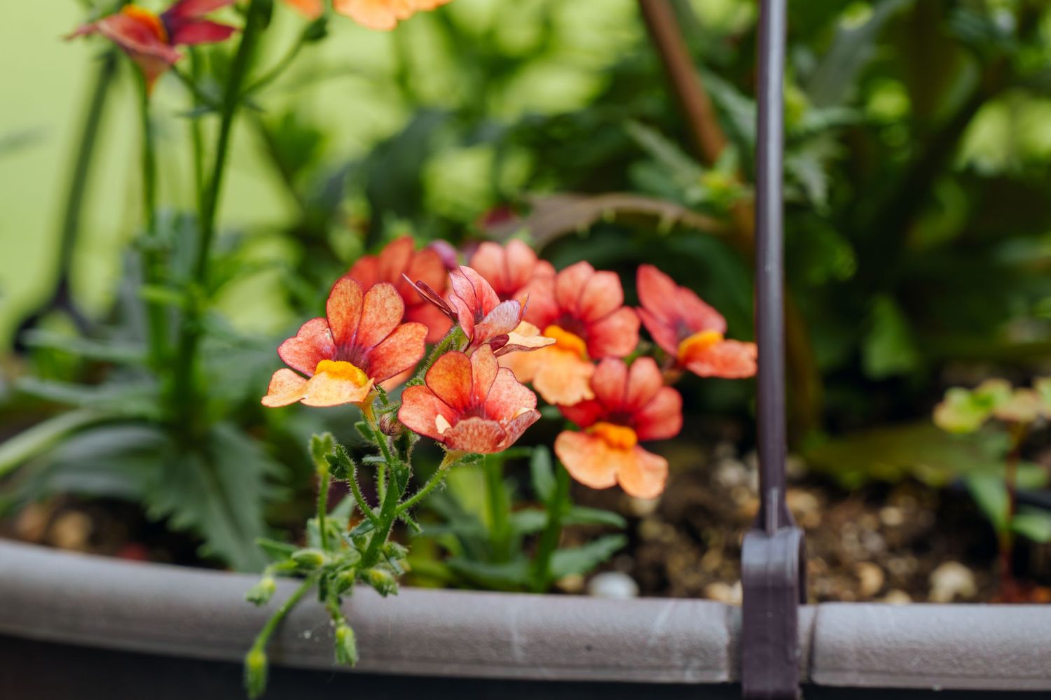 Vibrant orange and red Calibrachoa flowers blooming in a garden planter with lush green foliage background.