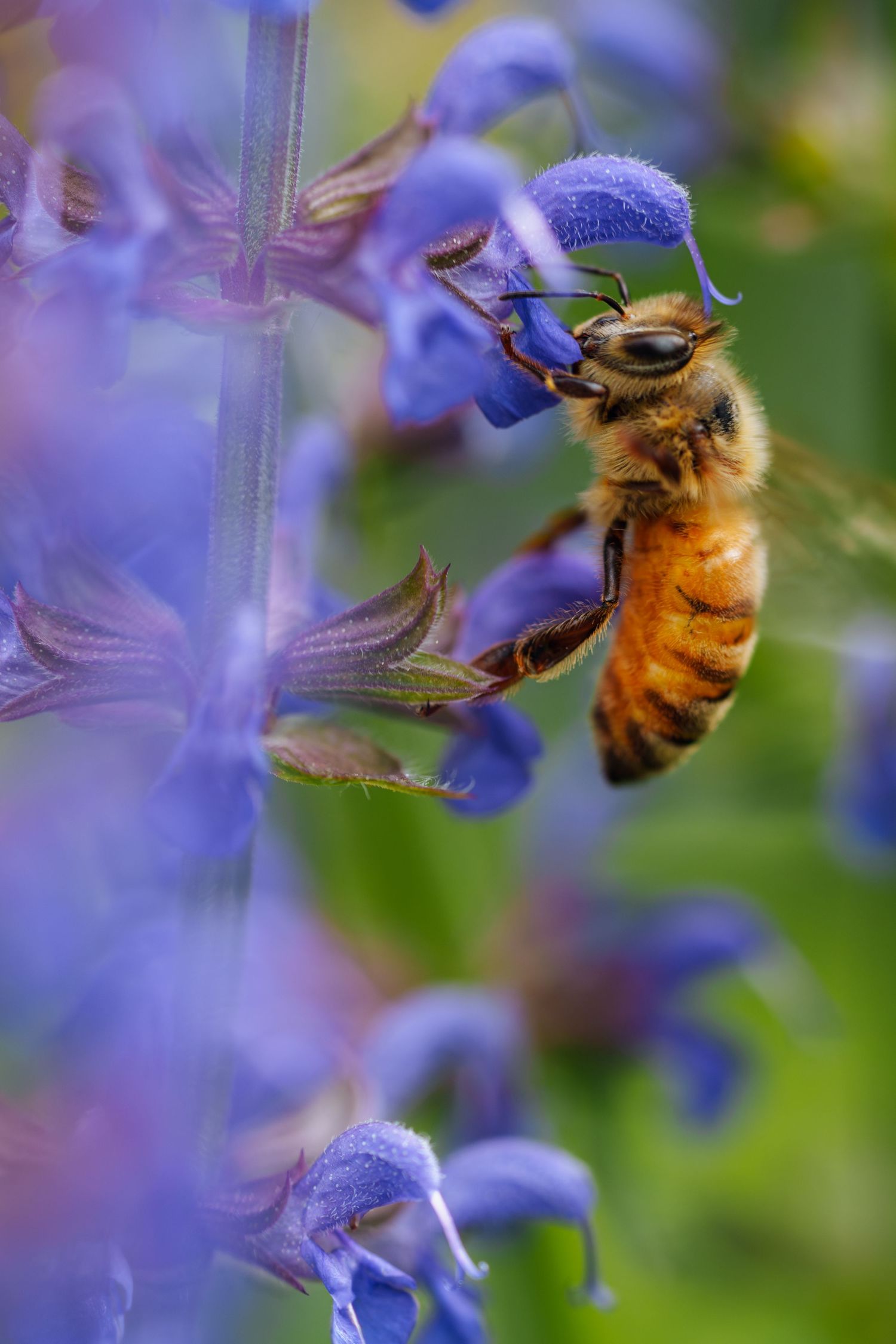 A honeybee collecting nectar from vibrant purple salvia flowers in a lush garden, showcasing nature's pollination process.