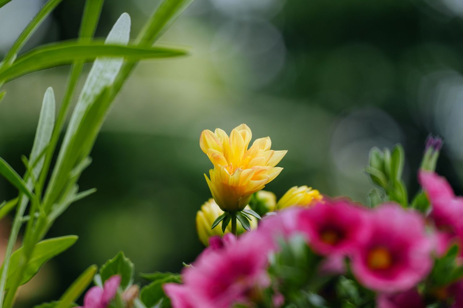 A vibrant yellow flower blooms among pink blossoms and green foliage in a soft-focus garden setting.