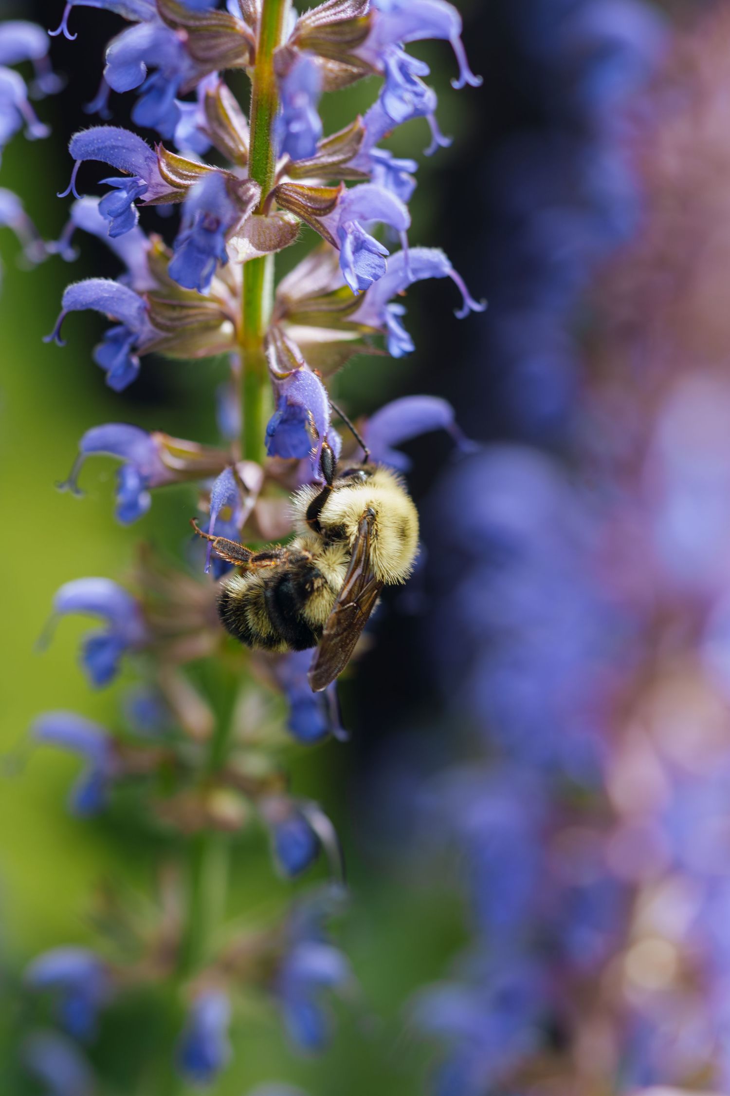 A fuzzy bumblebee collecting nectar from purple salvia flowers in a garden.