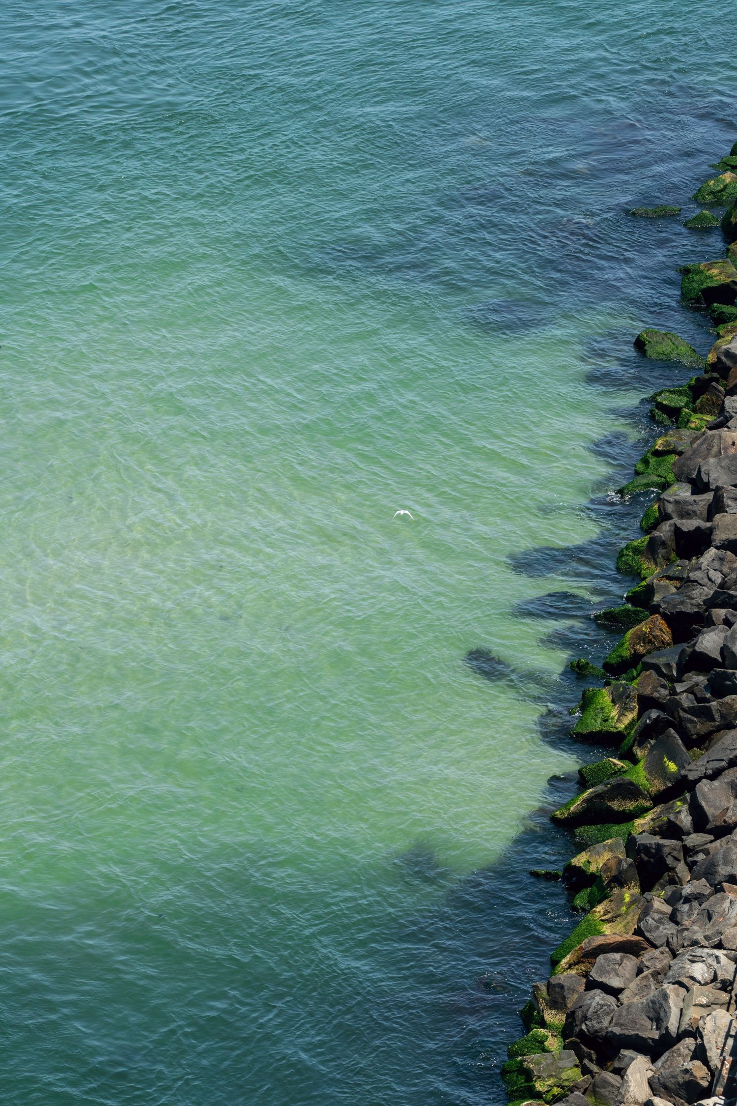Aerial view of rocky breakwater with moss-covered stones meeting turquoise ocean water on a sunny day.