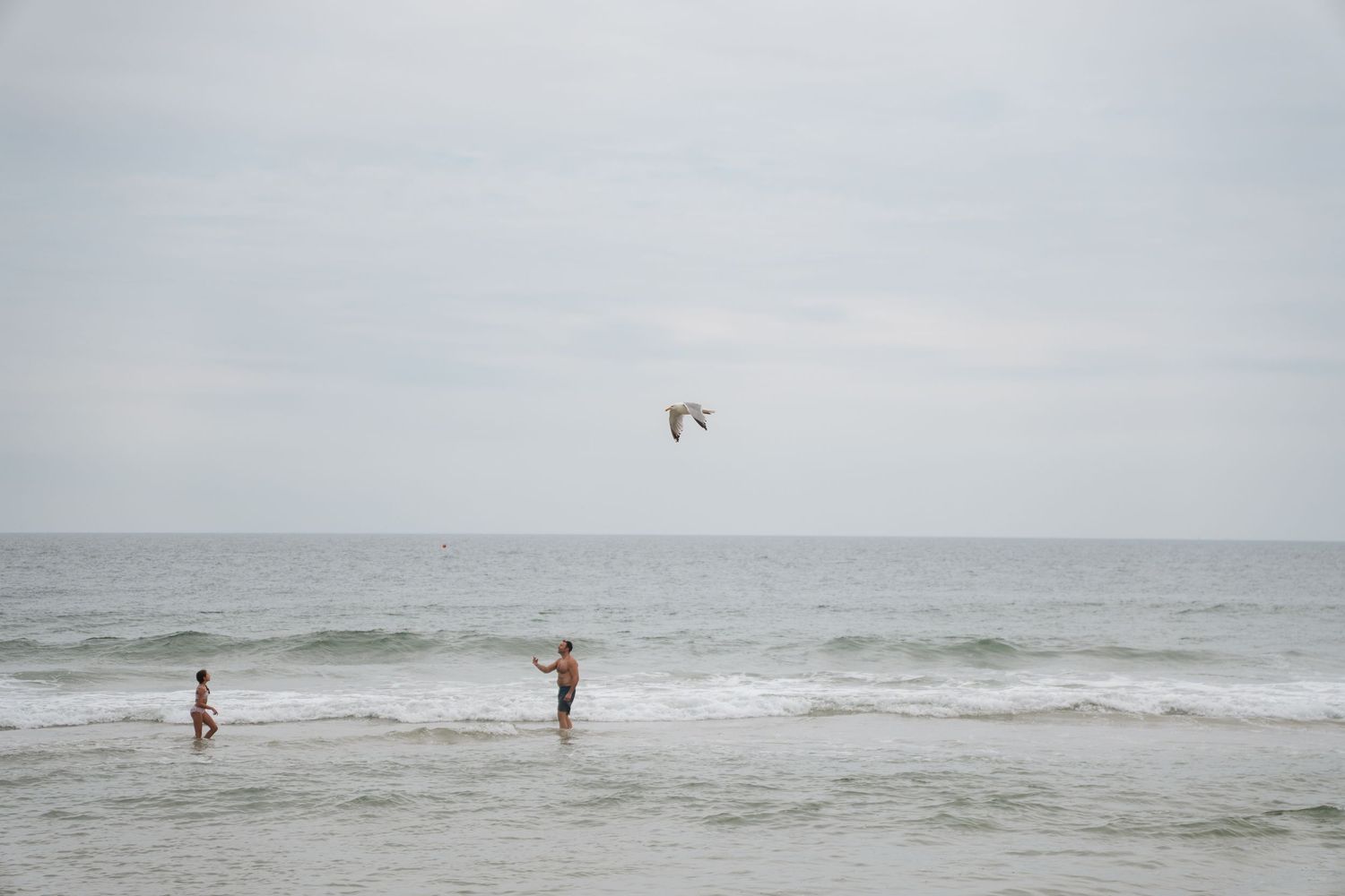 Two people stand in ocean waves on a cloudy beach day as a seagull flies overhead.