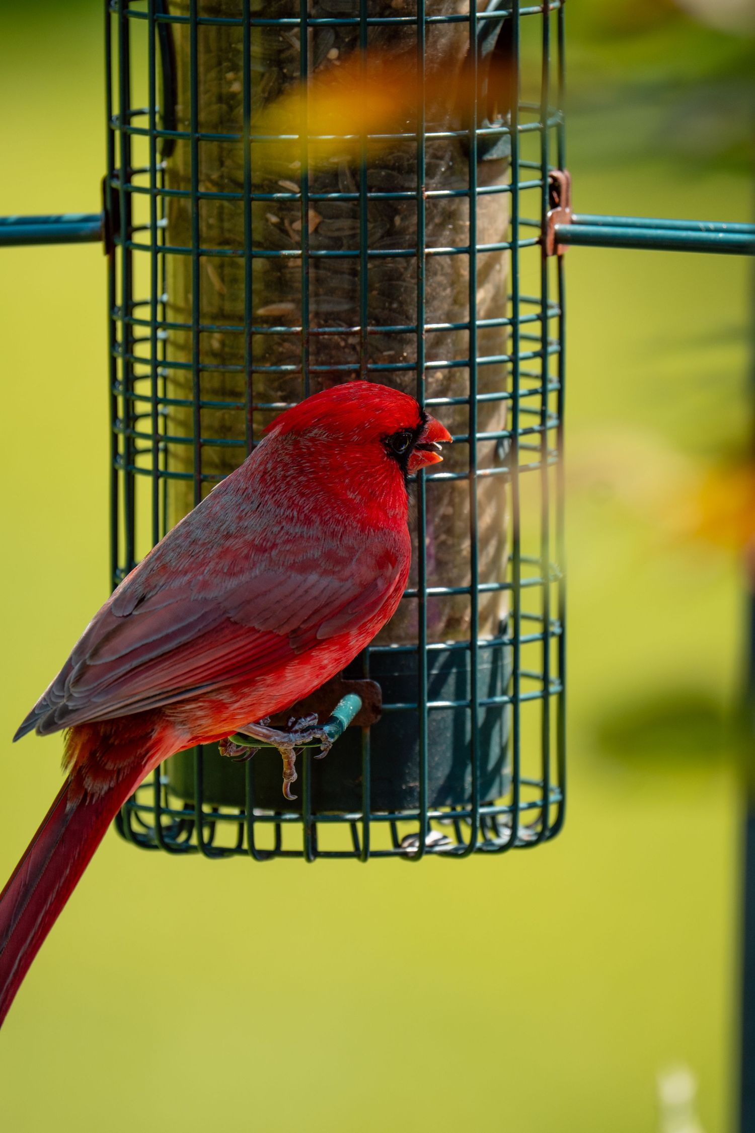 A striking male northern cardinal with vivid red plumage feeds from a hanging wire bird feeder.