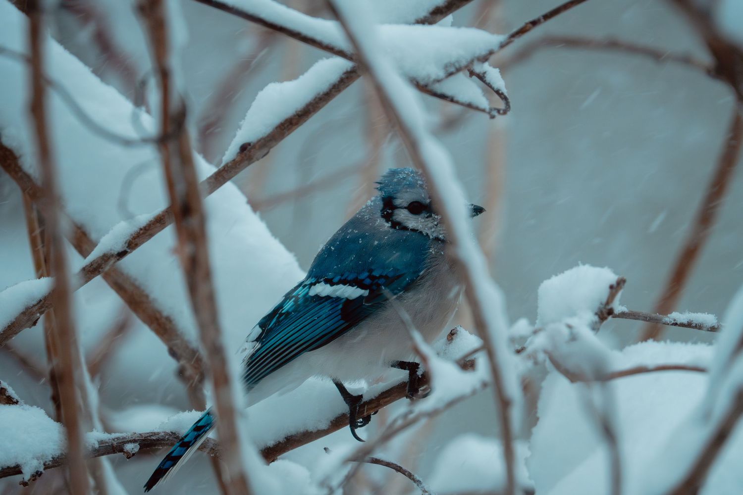 A blue jay sheltering among snow-laden branches during a heavy snowfall.