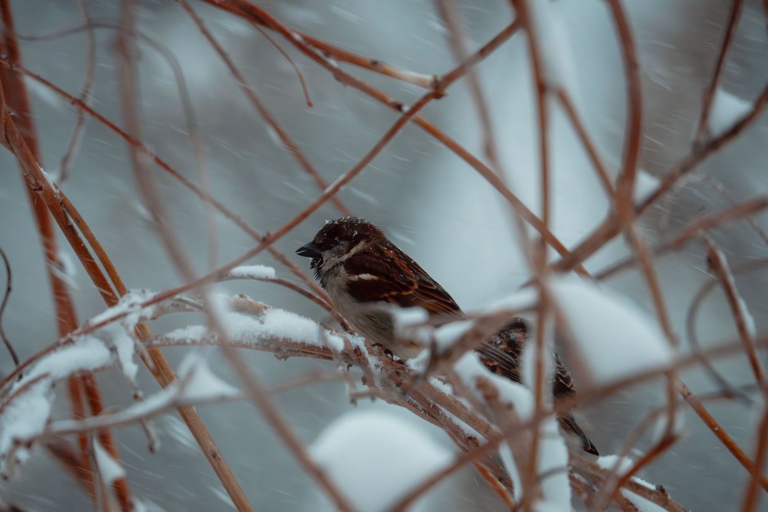 A sparrow nestled among snow-dusted twigs and branches in winter.