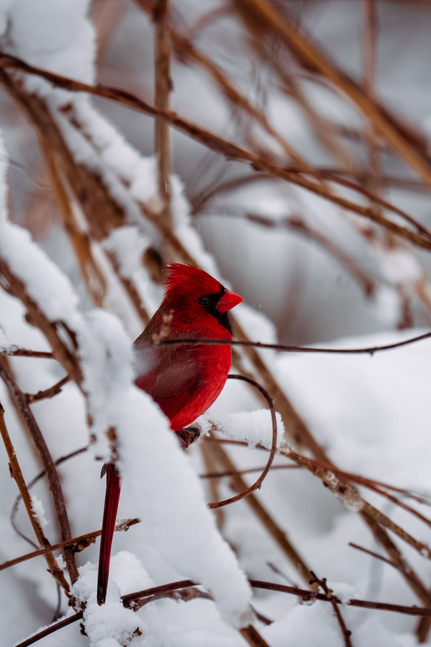 A vivid red male Northern Cardinal perched on snow-covered branches in a winter bush.