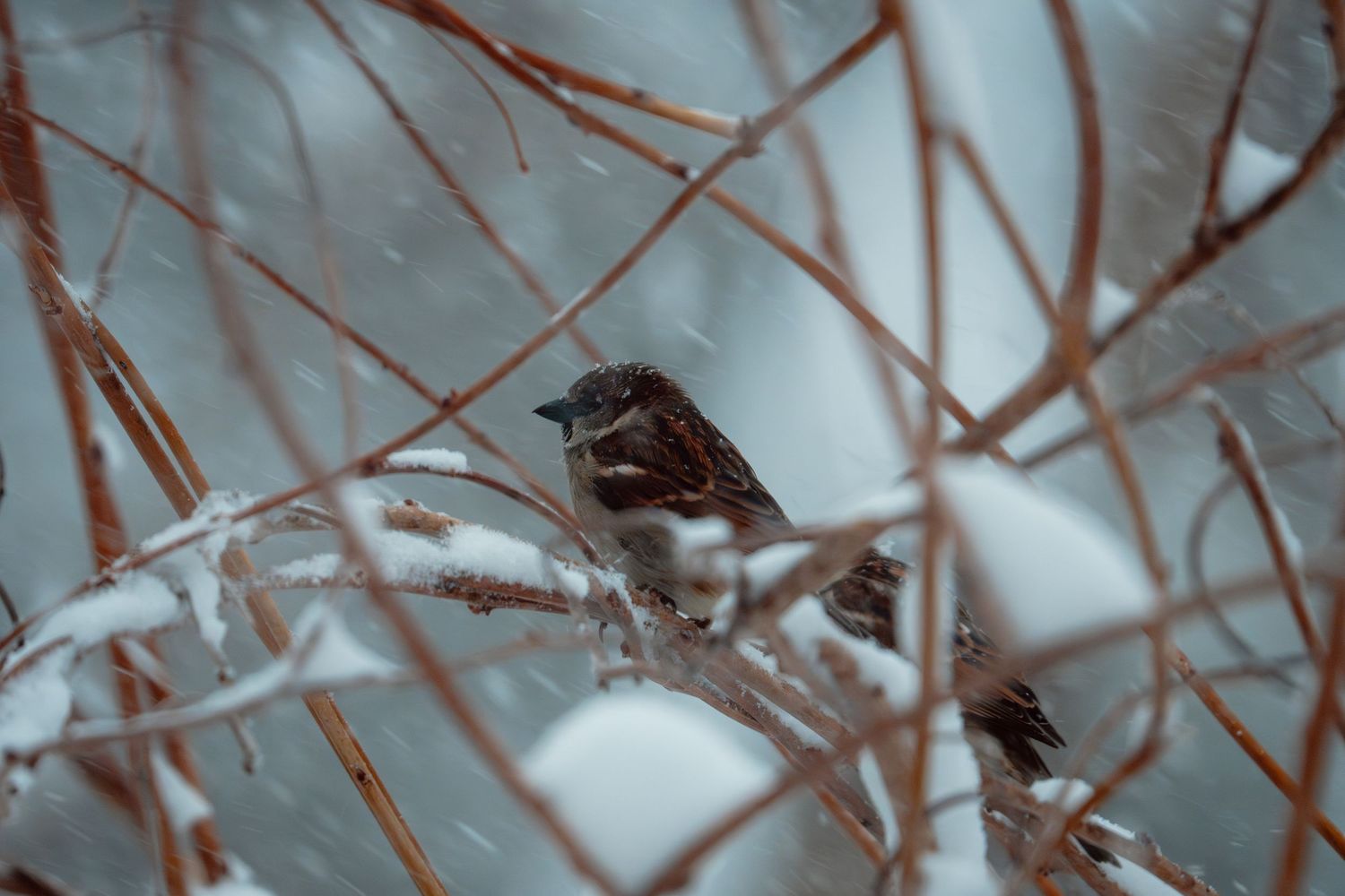 A brown sparrow sitting on snow-dusted bare branches surrounded by falling winter snow.