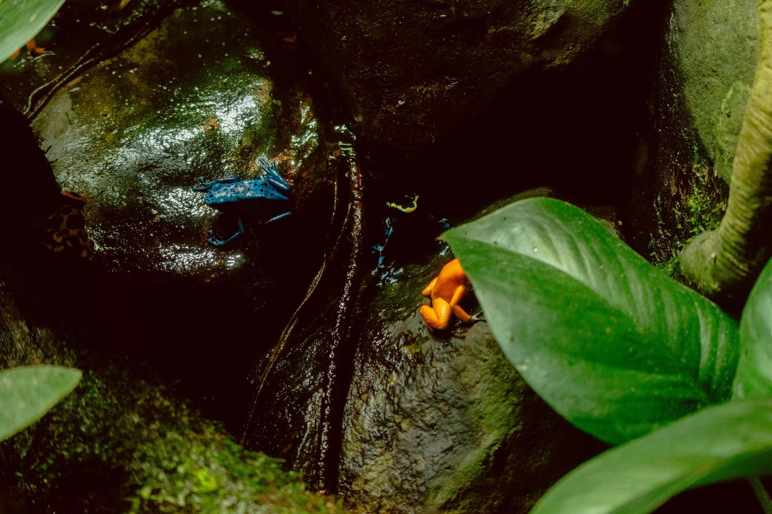 Two colorful poison dart frogs, one blue and one orange, among dark rocks and green leaves.