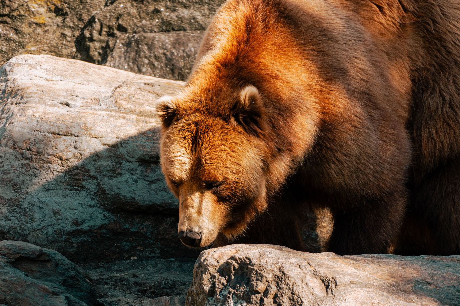 A golden-brown bear walks along rocky terrain with its head lowered in warm sunlight.