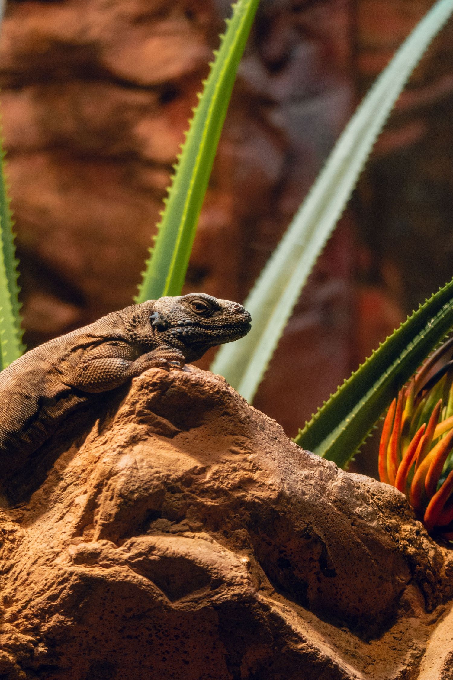 A lizard perched on a rocky surface surrounded by spiky green plants and red rock background.