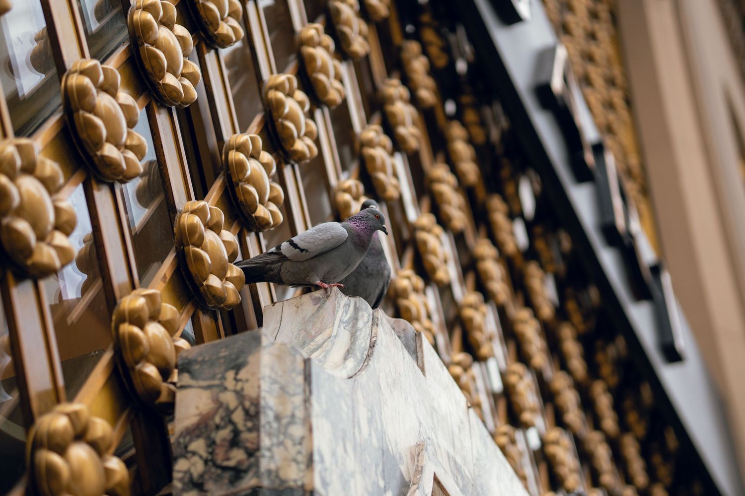 A pigeon rests on a ledge next to an elaborate golden floral architectural facade in New York City.