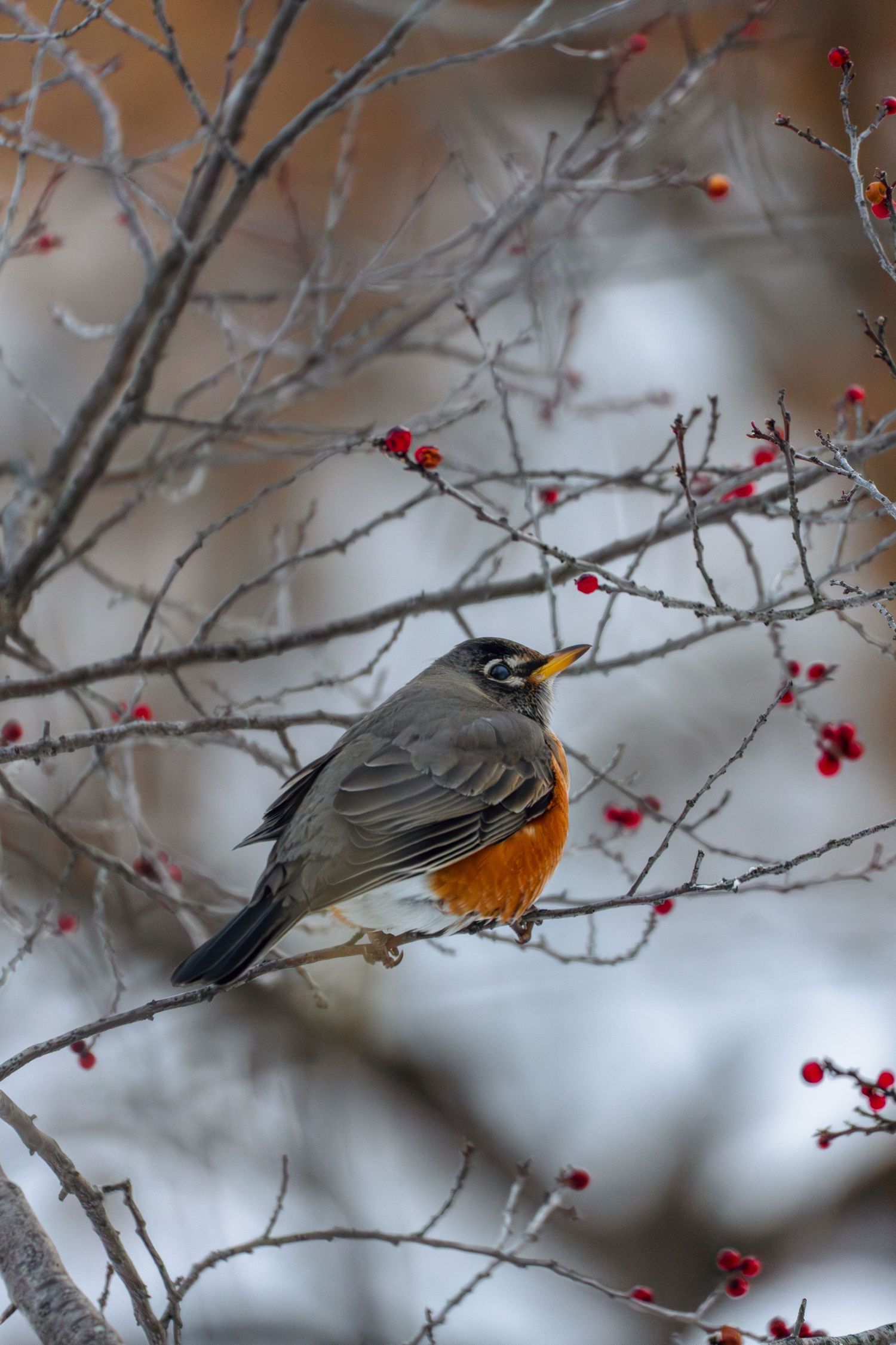 American Robin sitting on a leafless branch with vivid red berries in a cold winter setting.
