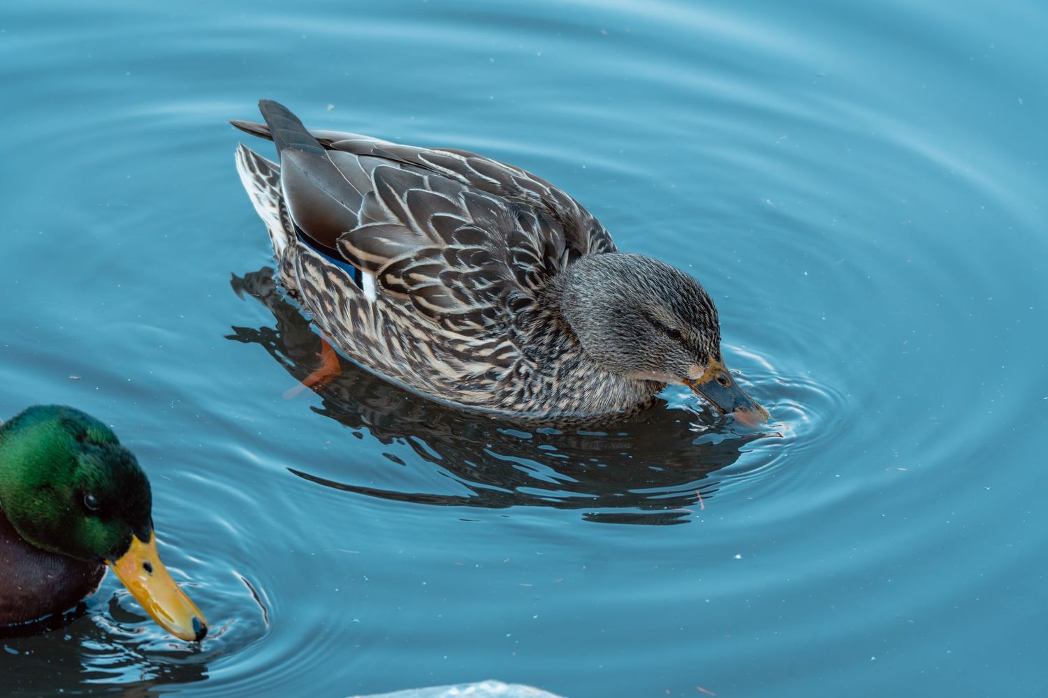 Female mallard duck feeding in blue water beside a male mallard duck.