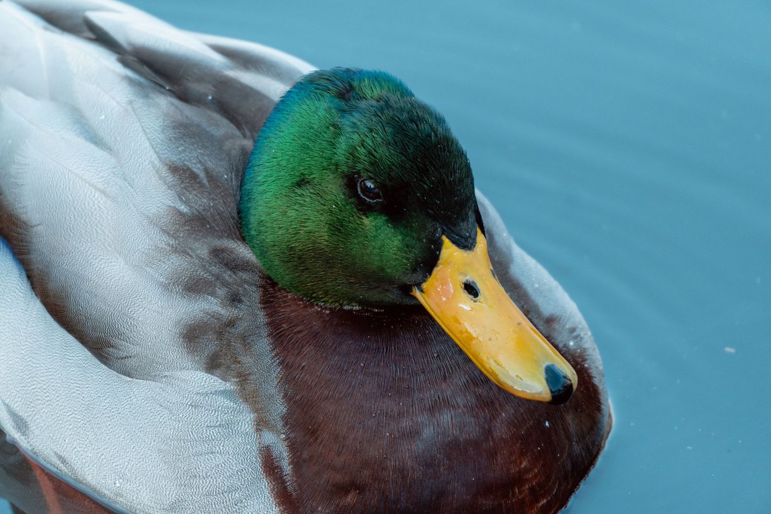 Close-up of a male mallard duck with glossy green head, chestnut breast, and yellow bill on blue water.