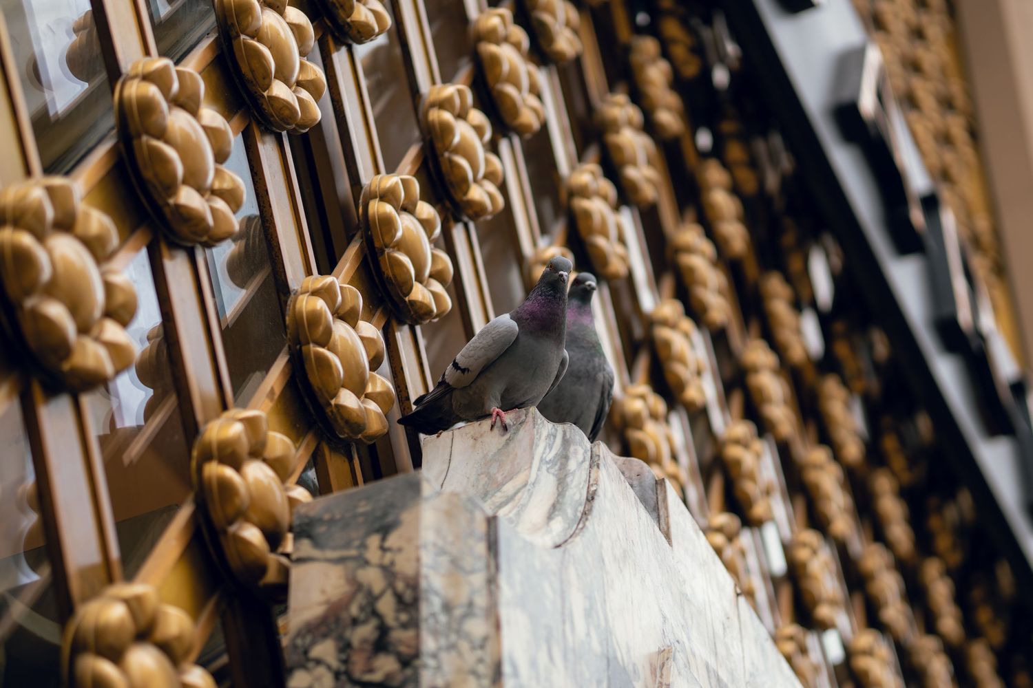 A pigeon perches on an ornate golden decorative facade of a building in New York City.