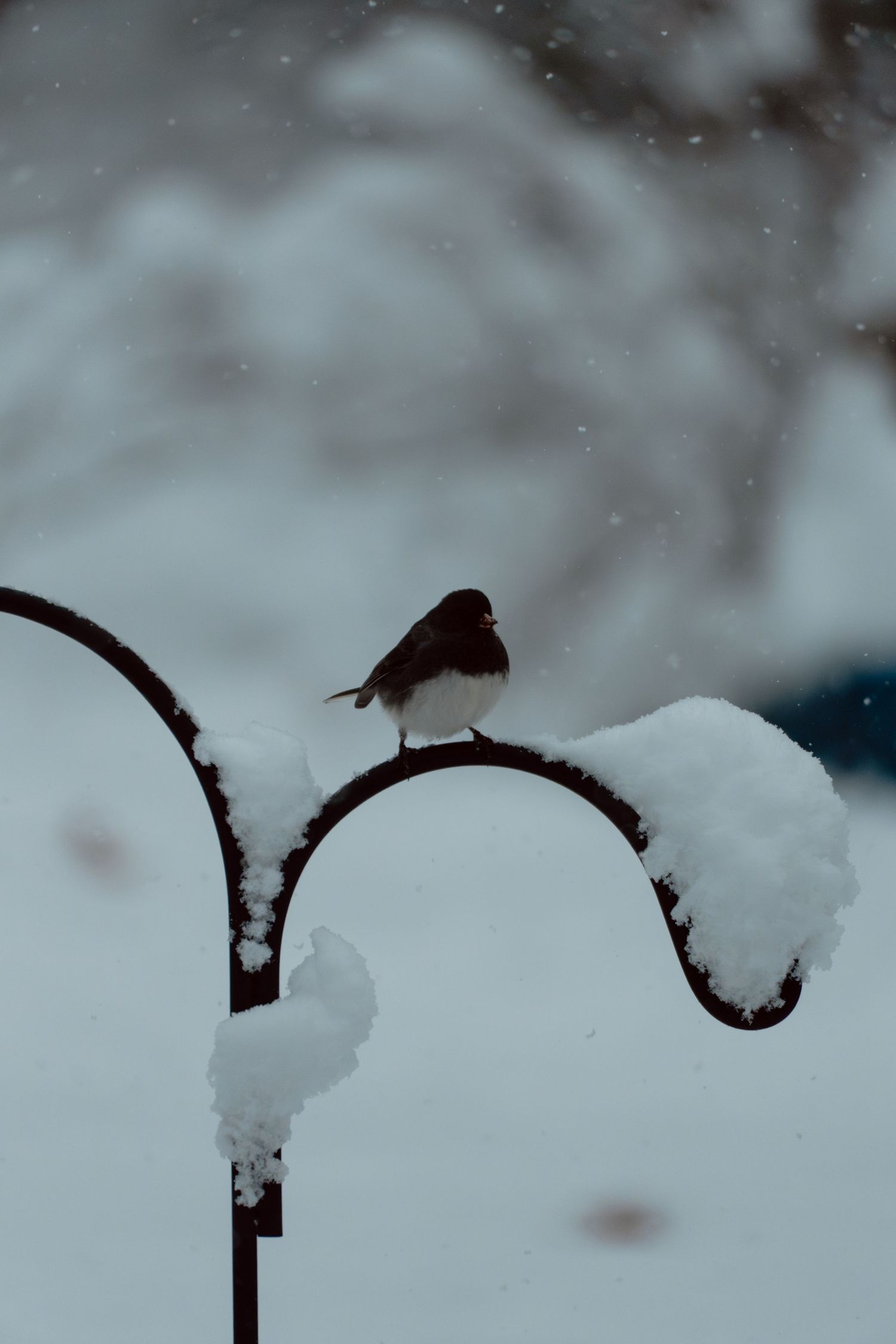 A lone bird perches on a snow-covered metal hook during a winter snowstorm.