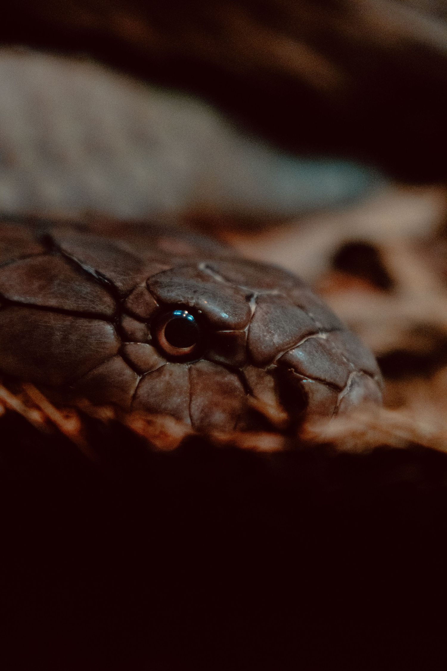 Extreme close-up of a brown snake head showing detailed scales and a bright blue eye.
