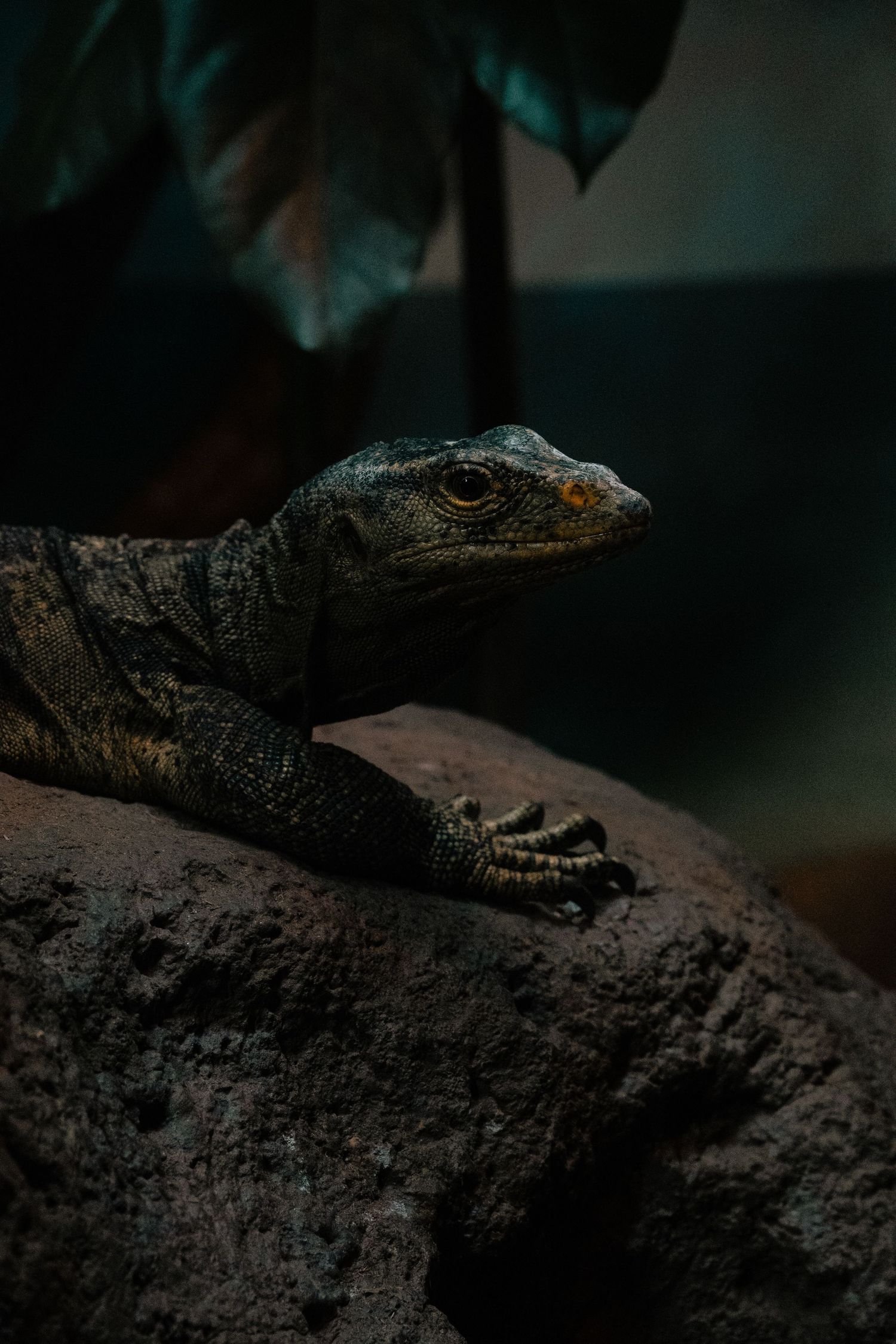 A large monitor lizard with golden eyes resting on a rocky surface in a dark enclosure.