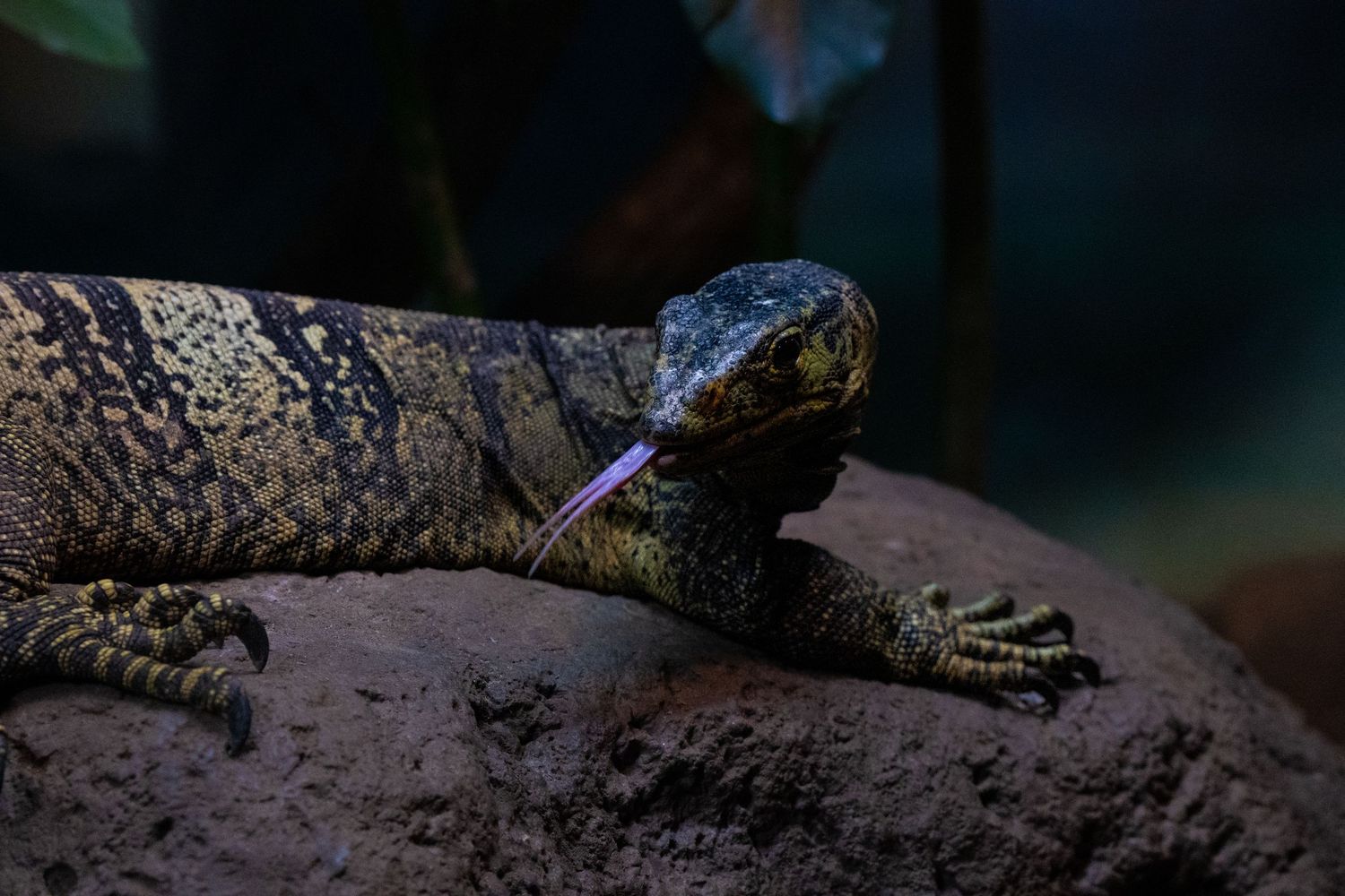 A close-up of a monitor lizard flicking its blue tongue while perched on a rock in low light.