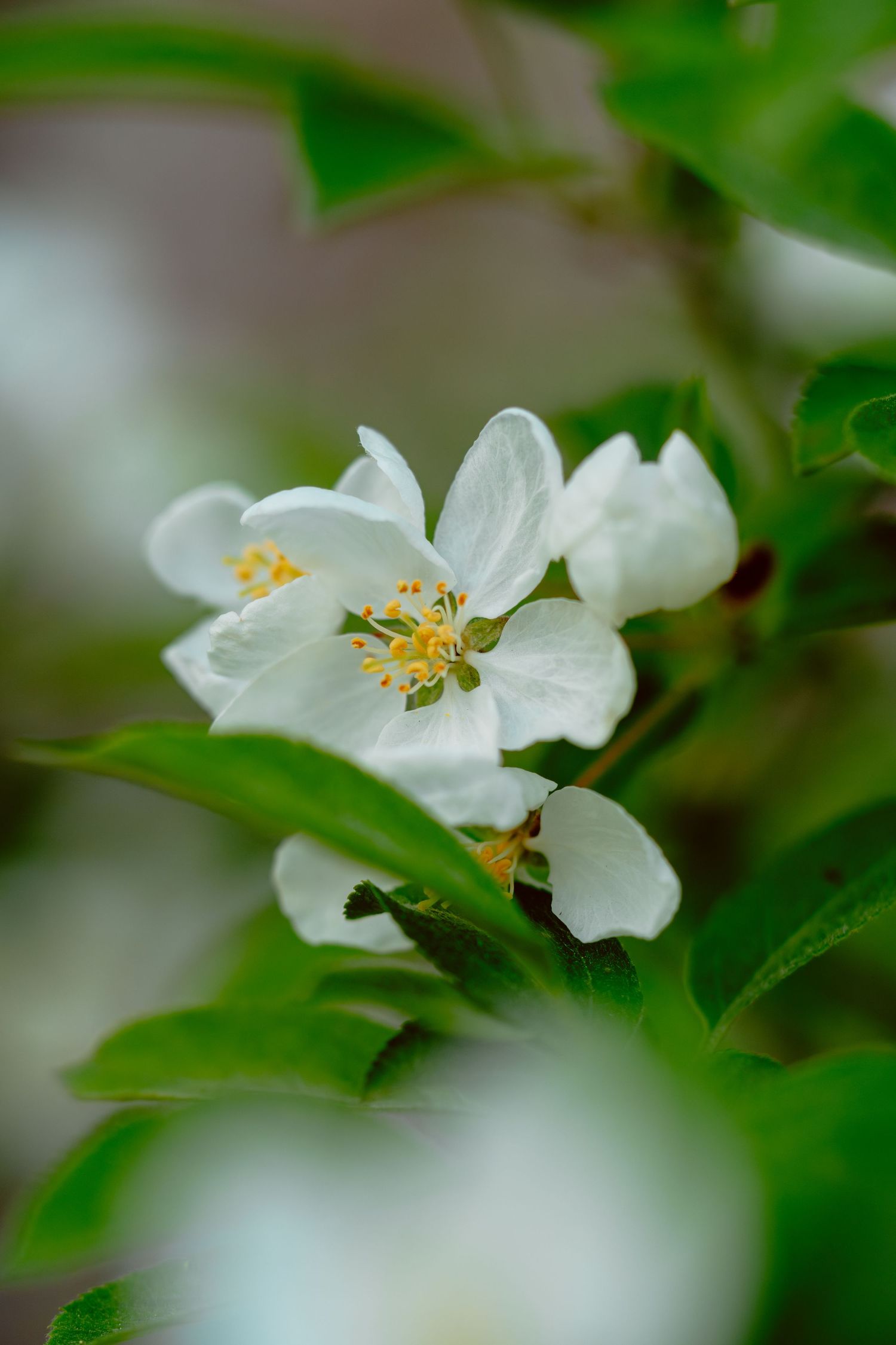 White apple blossom flowers with yellow stamens blooming among green leaves.