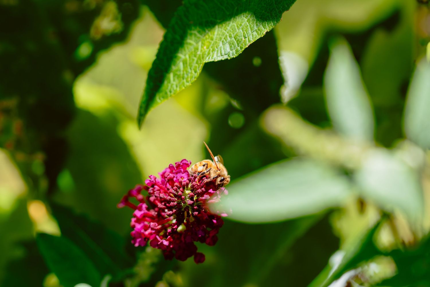 Close-up of a bee pollinating a bright pink butterfly bush bloom with green foliage in the background.