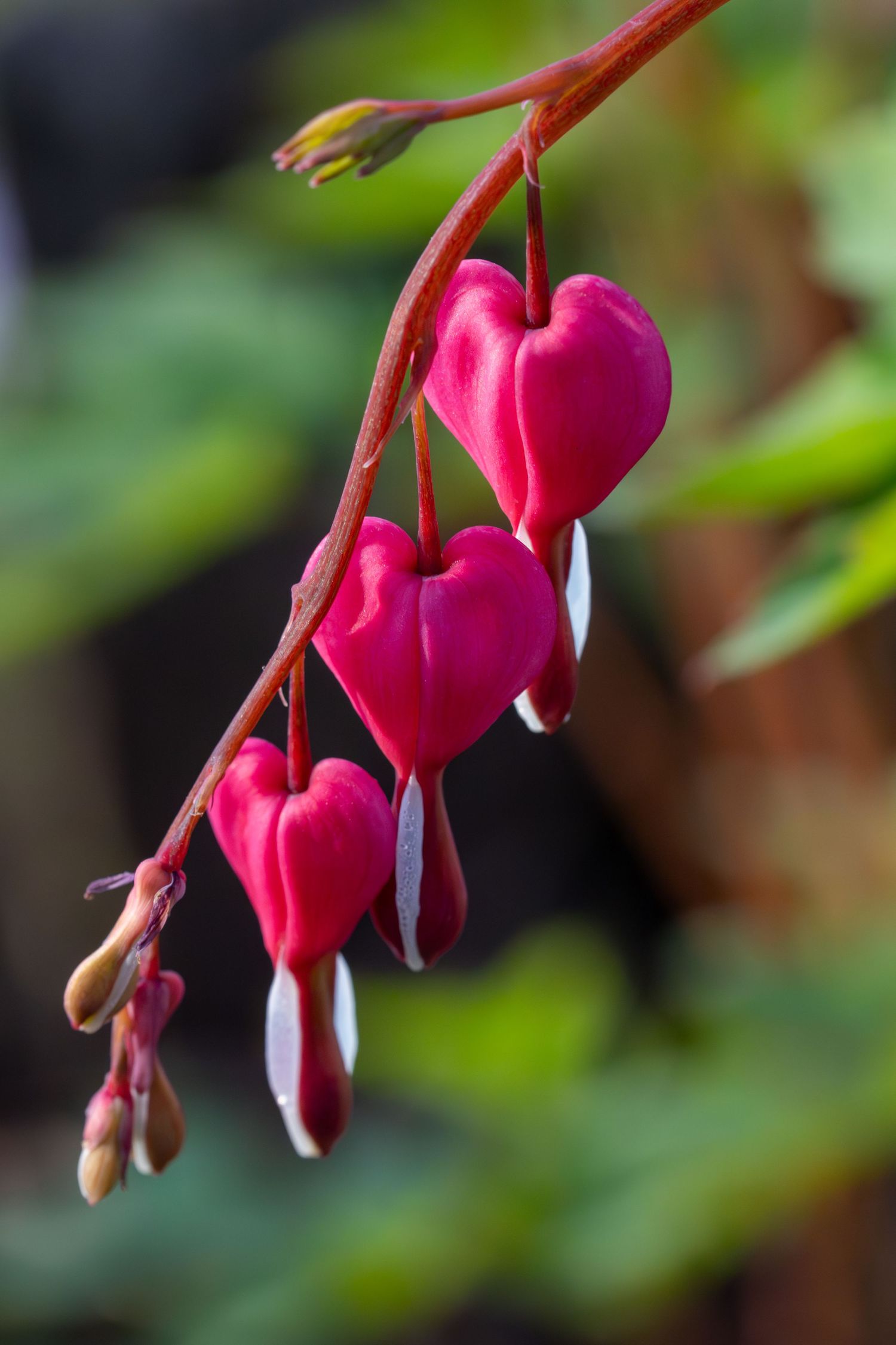 Bright pink bleeding heart flowers dangling from an arching red stem against a soft green background.