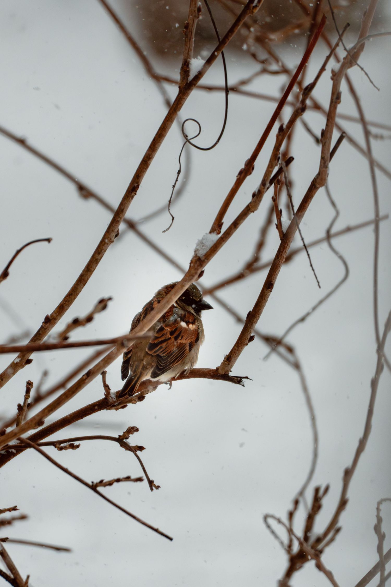 A house sparrow perched on bare winter branches against a snowy white background.
