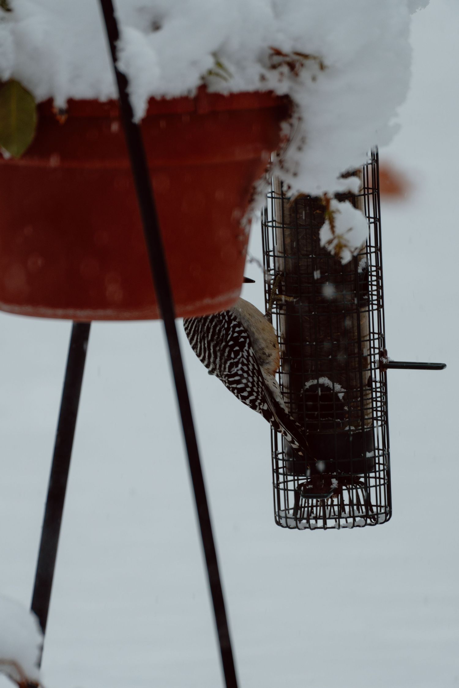 A woodpecker clings upside down to a suet cage feeder below a snow-covered red pot in winter.