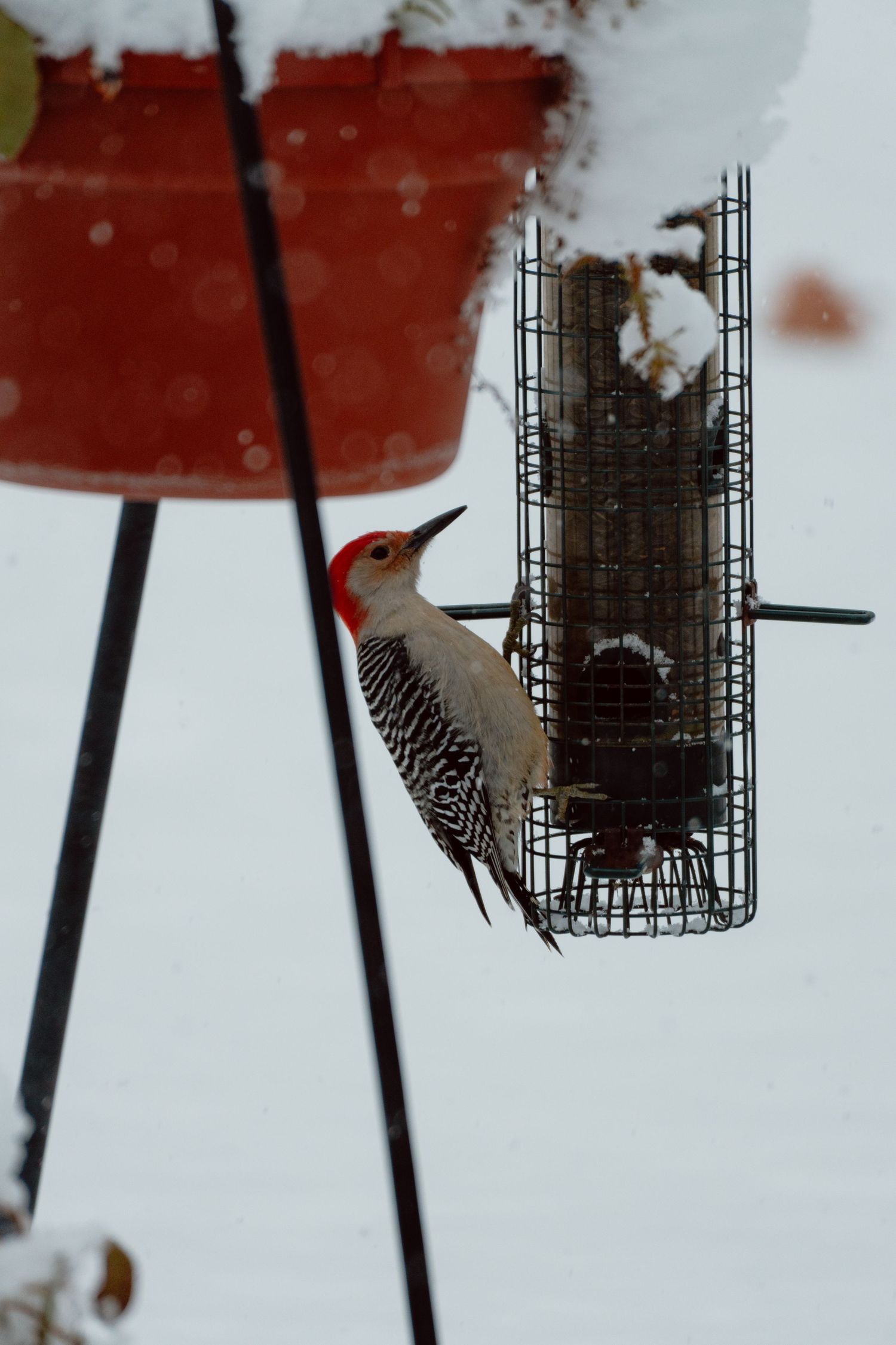 Red-bellied woodpecker perched on a suet feeder looking up in winter snow.