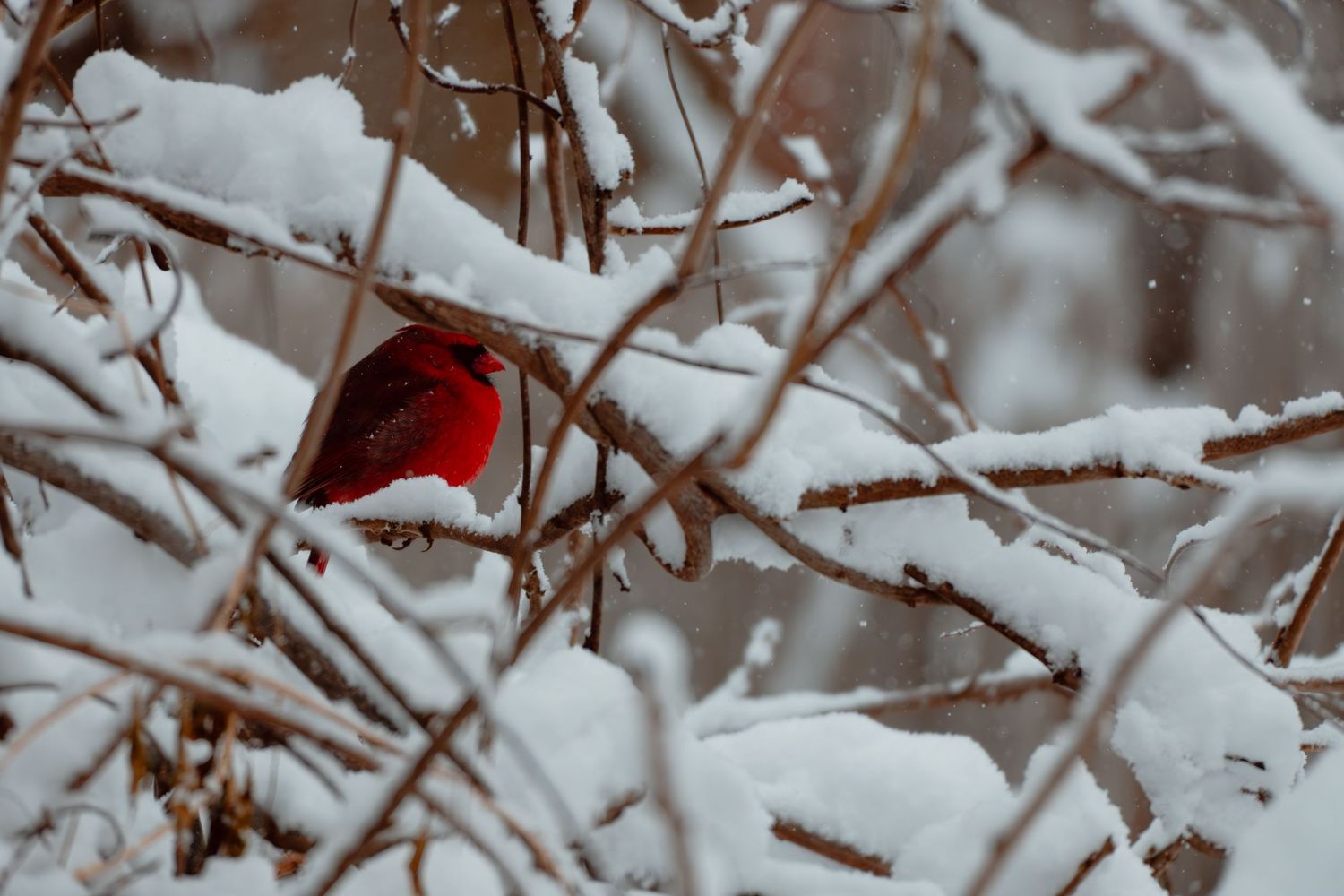 A striking red male northern cardinal sitting on snow-covered branches surrounded by winter shrubs.