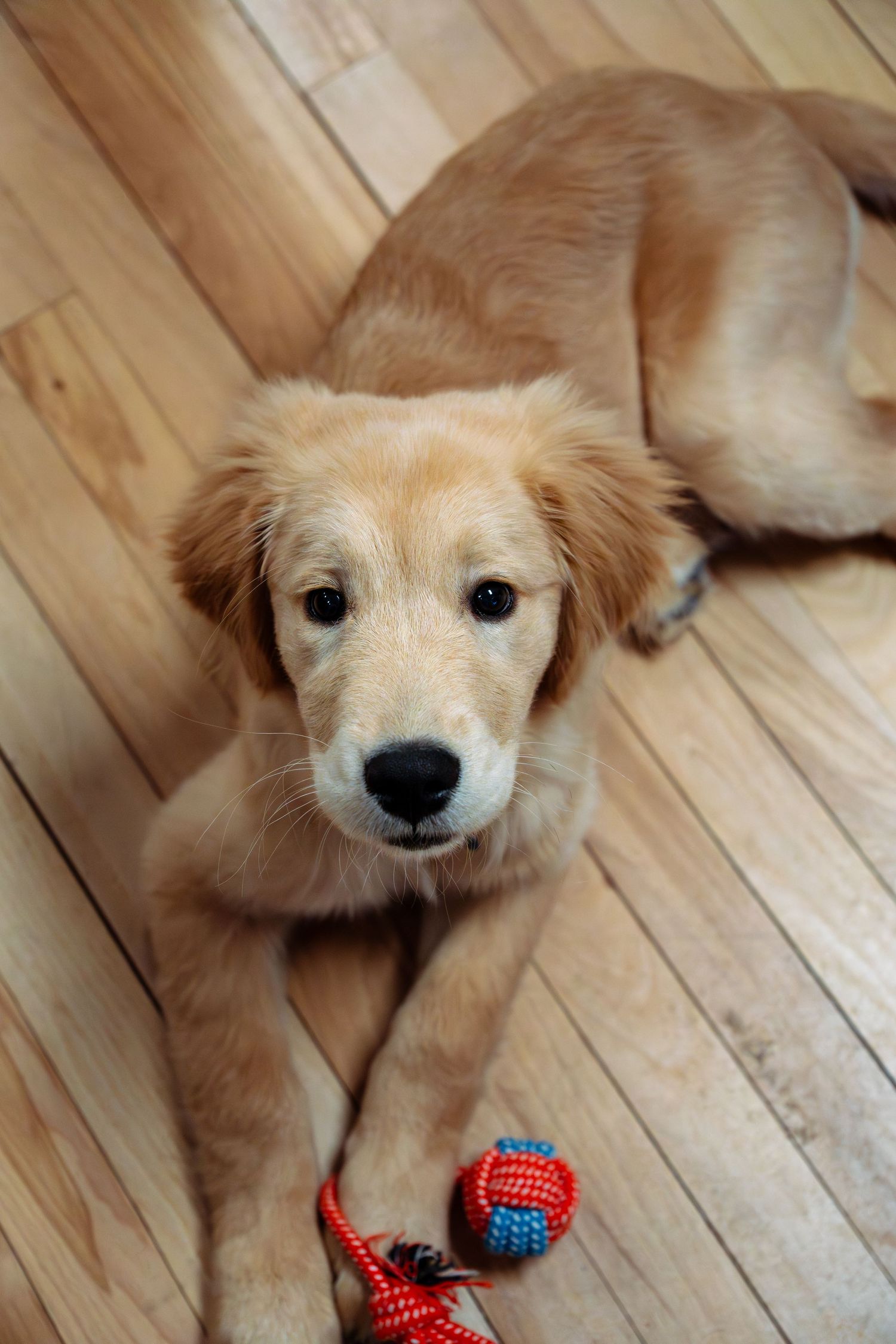 Adorable golden retriever puppy lying on hardwood floor with a colorful rope toy ball.