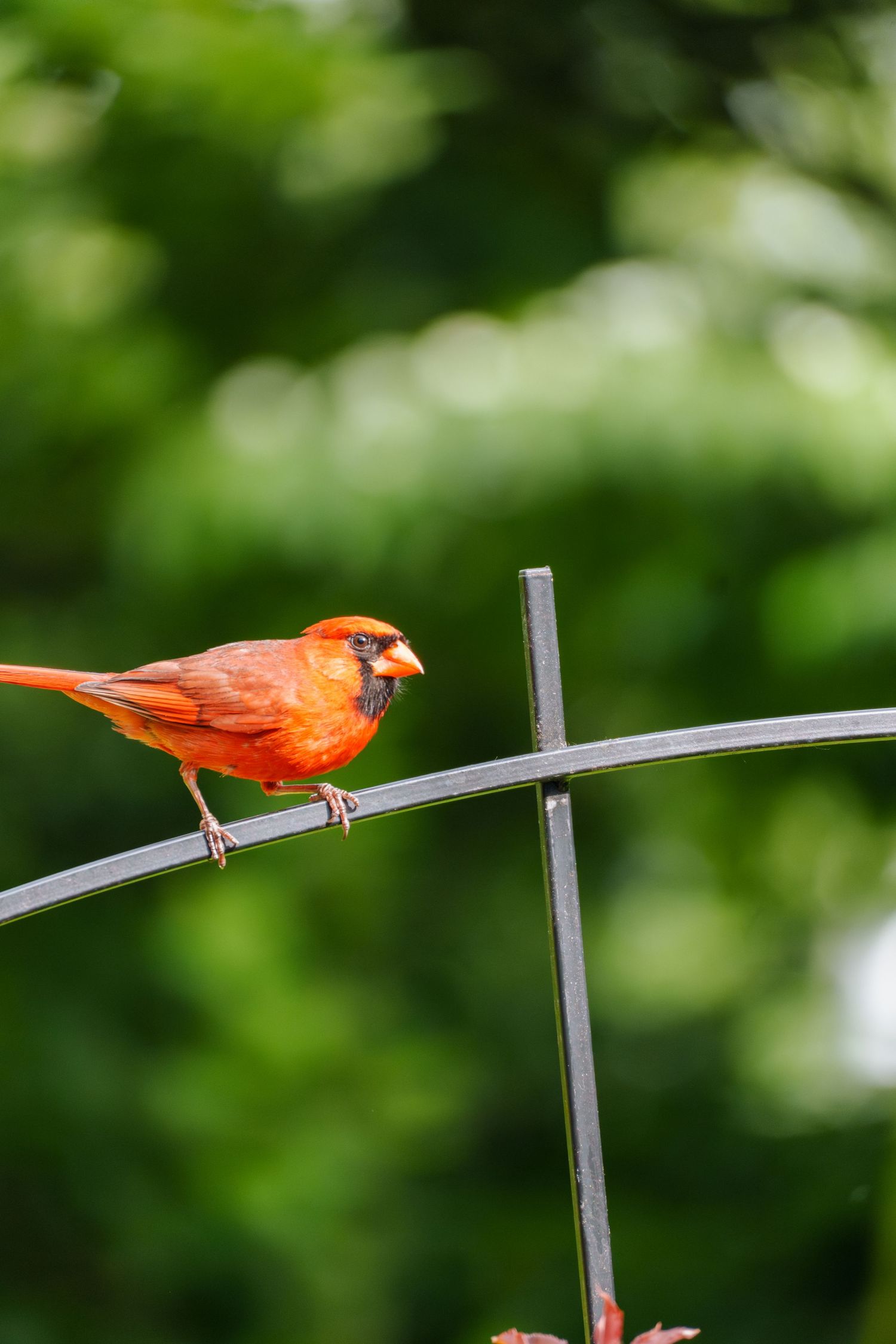 A vibrant male Northern Cardinal perched on a metal garden stake with lush green foliage in the background.