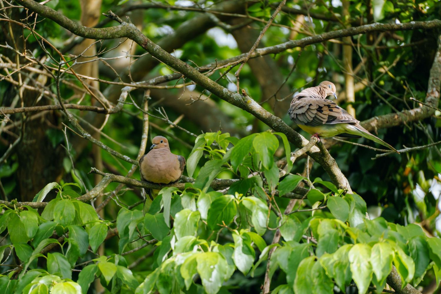 Two brown doves perched on leafy green tree branches in a lush garden setting.